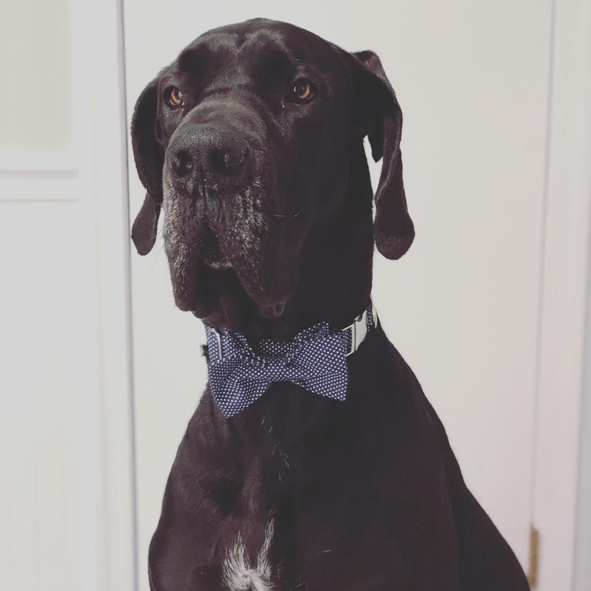 Lionet Paws Boy Dog Collar with Bowtie, Comfortable Adjustable Cute Navy Blue Bow Tie Collar for Male Dogs Gift, Large, Neck 16-24 inches