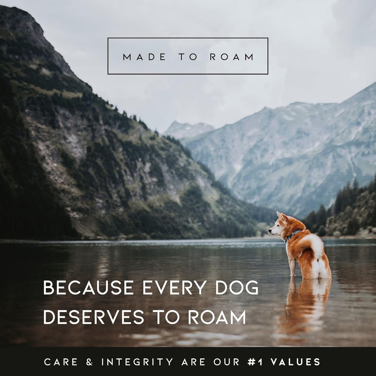 MADE TO ROAM Premium Explorer Harness - Y-Shaped Dog Harness with Adjustable Durable Nylon, Soft Padding, Metal Buckles and Leather Handle for Small, Medium, Large Dogs (Carolina Blooms, Size 6)