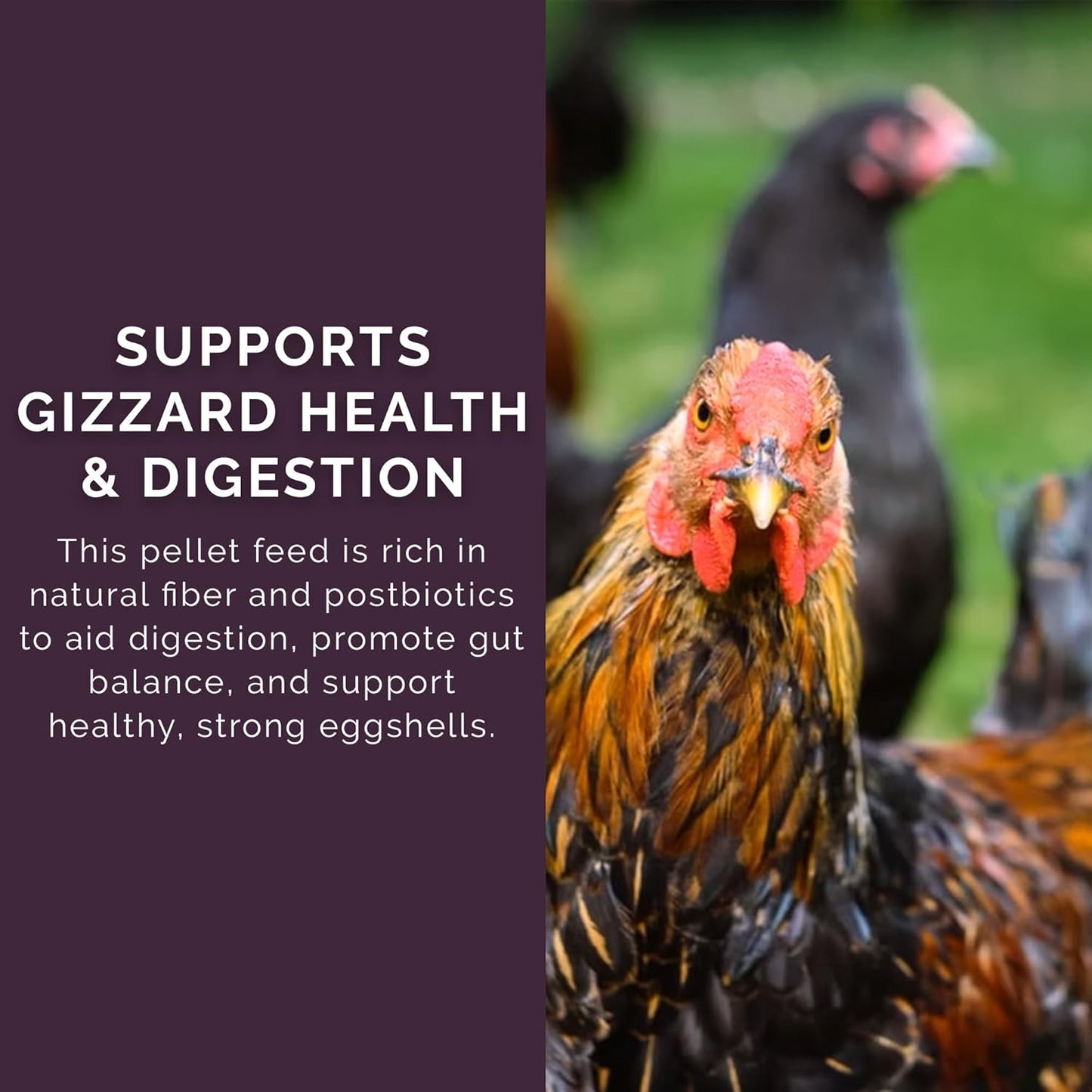 Layer Pellet Feed, 25lbs - Non-GMO, High-Protein Poultry Feed for Healthy Hens & Nutritious Eggs, 17.5% Protein - USDA Certified Organic Blend, Soy & Corn-Free