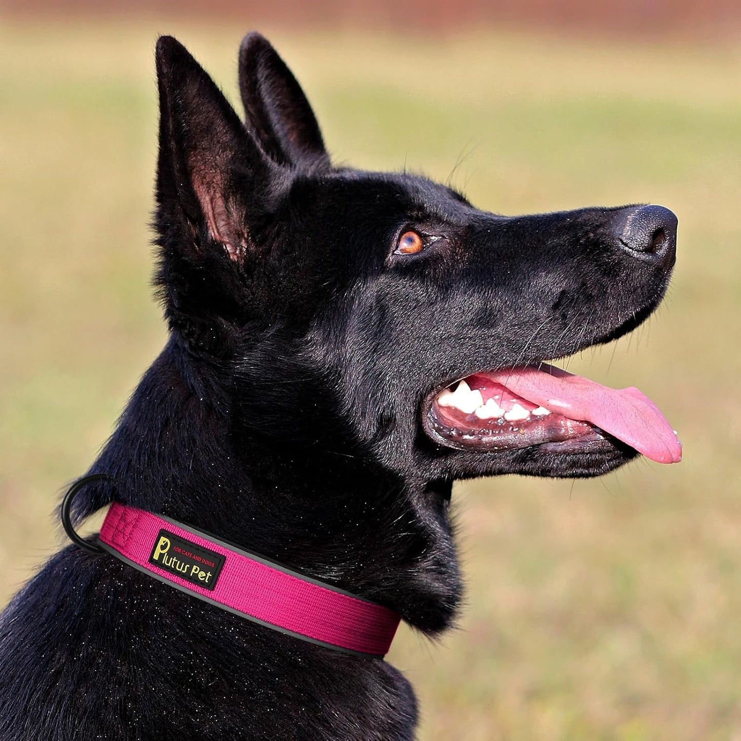 Plutus Pet Tactical Dog Collar, Reflective, Adjustable Heavy Duty Dog Collar, Soft Padded and Comfortable, for Small Medium and Large Dogs (Hot Pink, L)