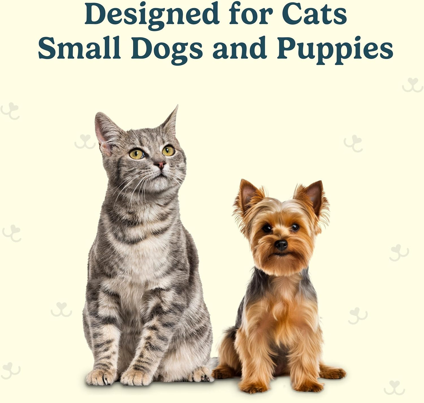 Jasper Microbrush Cat Toothbrush, Soft-Bristled Toothbrush Kit for Felines & Small Dogs, Non-Slip Handle with 2 Replaceable Brush Heads, Use with Cat Toothpaste (Microbrush, Brush Heads Only)