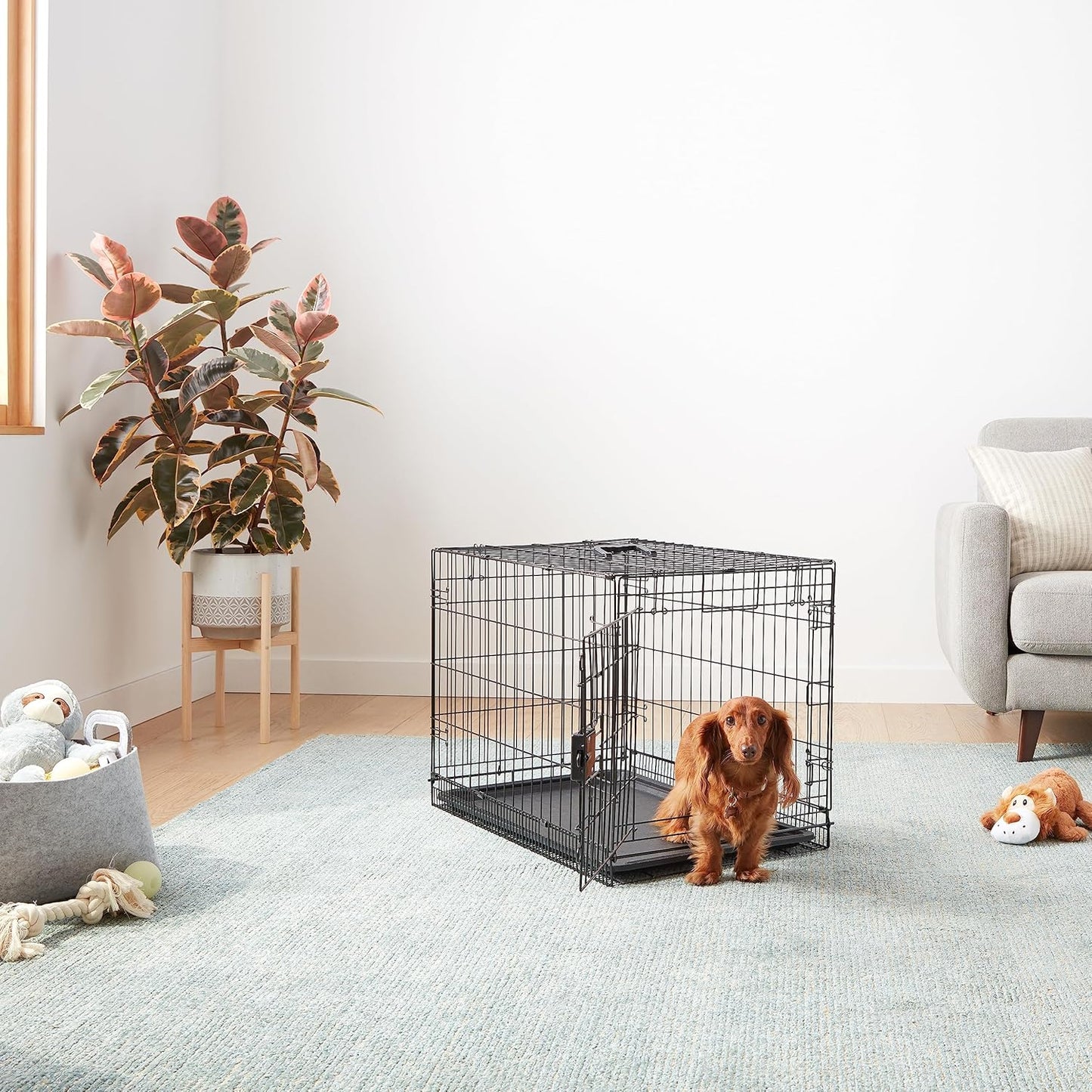 Amazon Basics Durable, Foldable Metal Wire Dog Crate with Tray, Single Door, 30 x 19 x 21 in, Black