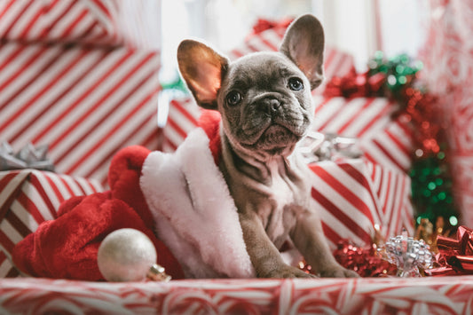 Holiday Pet Care Tips for a Calm, Happy Season