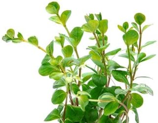 SubstrateSource Live Aquarium Stem Plants - Freshwater Aquatic Plant for Fish Tanks, Aquascaping - (Rotala Ceylon, 4 Bunches)