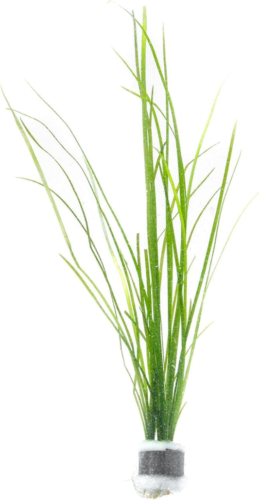 SubstrateSource Live Plant - Tall Grass, Vallisneria Nana - Easy Care, Low to Moderage Light, Bright Green Accent, Freshwater Aquatic Plant for Aquascaping - Lead Bunch