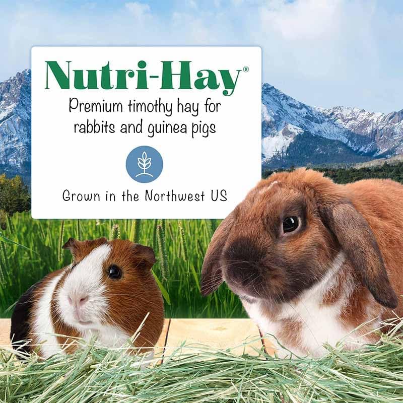 LAFEBER'S Nutri-Hay Box for Rabbits and Guinea Pigs 40 oz
