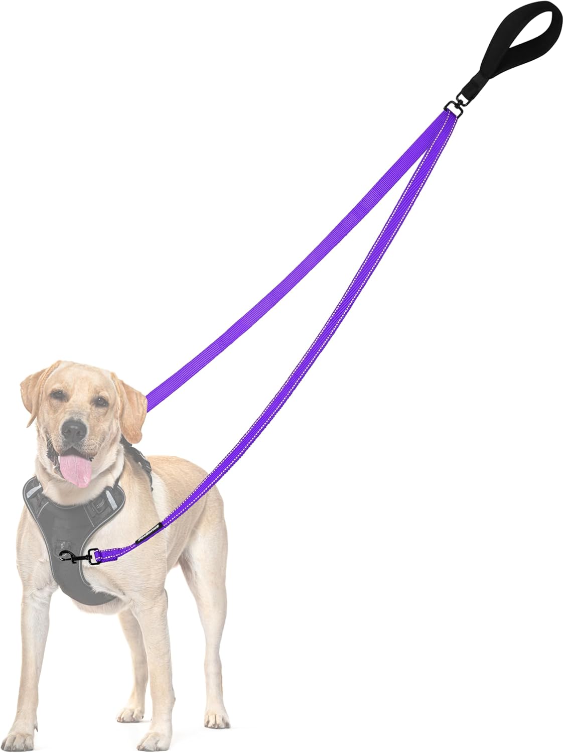 PetBonus Two Point Control Dog Leash, Works with No Pull Harnesses, No Tangle Dog Training Leashes, No Pull Padded and Reflective Walking Lead, Converts to Single Leash for Medium Large Dogs (Purple)