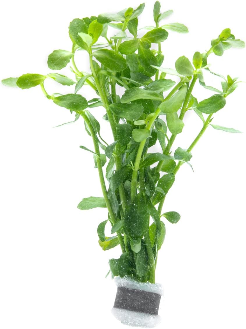 SubstrateSource Live Aquarium Stem Plants - Freshwater Aquatic Plant for Fish Tanks, Aquascaping - (Bacopa Monnieri Moneywort, 1 Bunch)