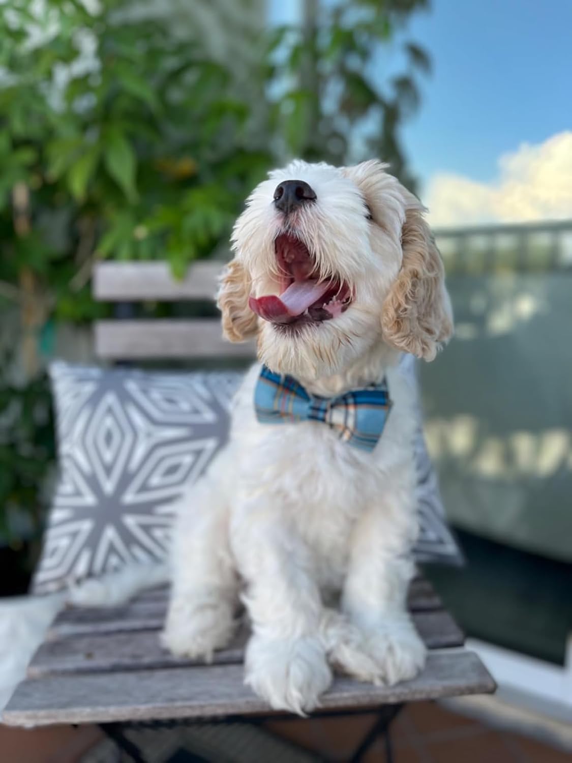 Lionet Paws Boy Dog Collar with Bowtie, Comfortable Adjustable Cute Blue Plaid Bow Tie Collar for Male Dogs Gift, XLarge, Neck 16-26 inches