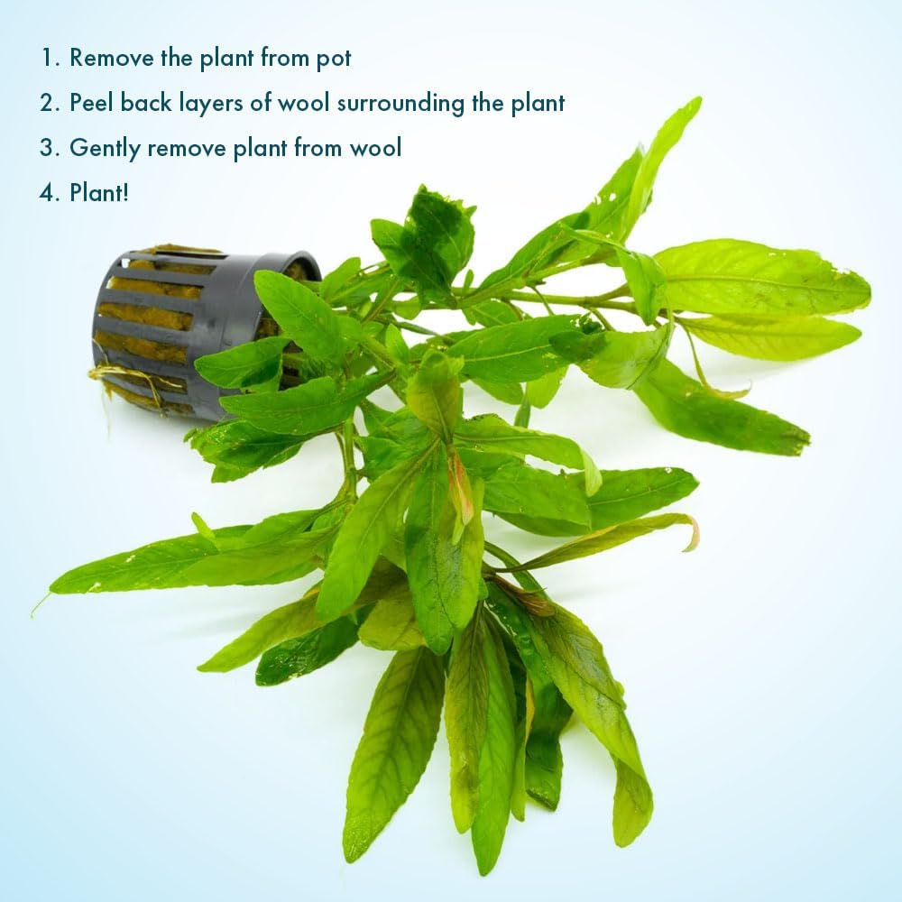 SubstrateSource Live Plants - Staurogyne Bihar (Staurogyne sp. Bihar) - Moderate to High Light Aquarium Display, Olive Green Accent, Foreground to Midground Aquascaping - Pot