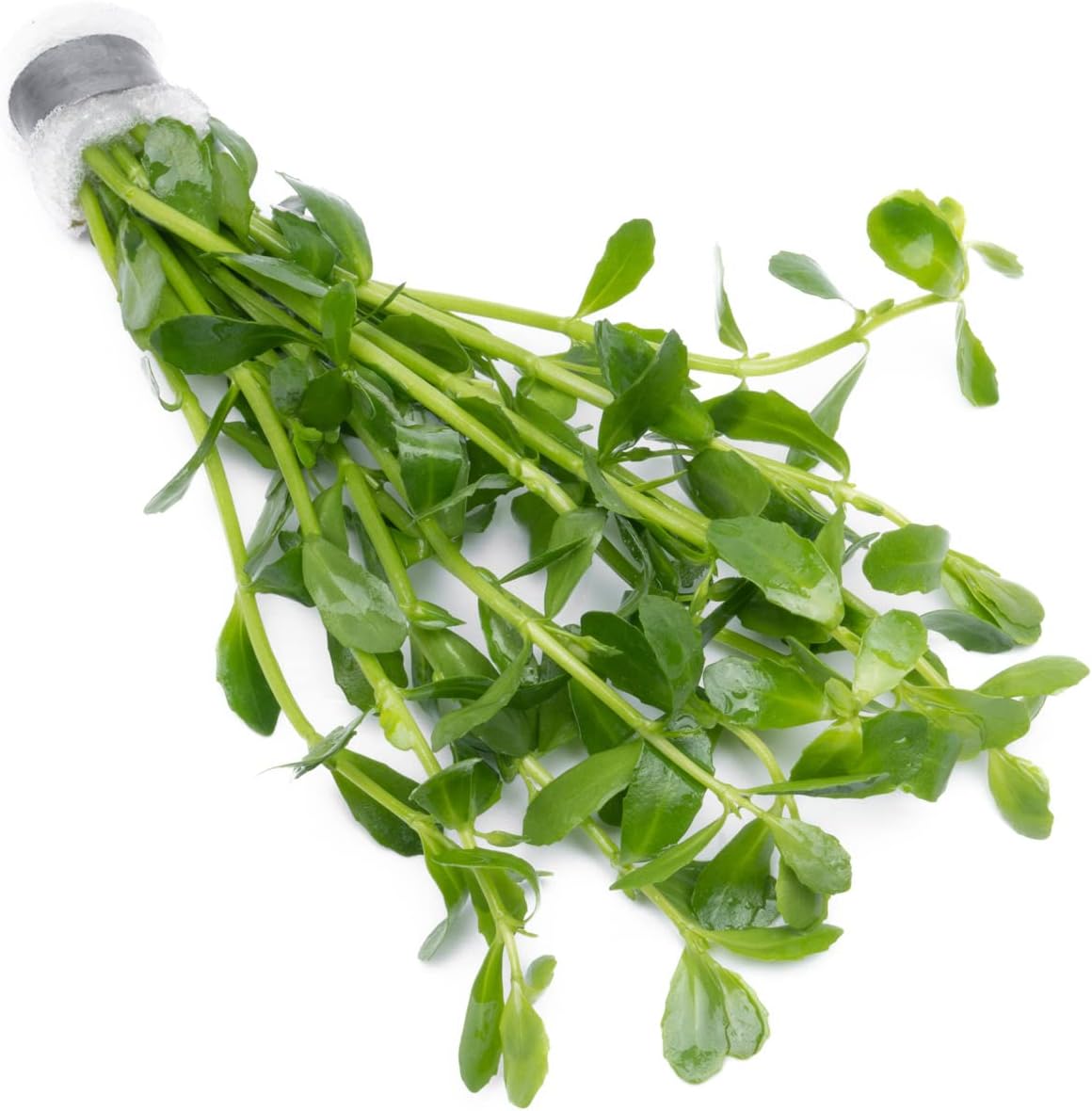 SubstrateSource Live Aquarium Stem Plants - Freshwater Aquatic Plant for Fish Tanks, Aquascaping - (Bacopa Monnieri Moneywort, 1 Bunch)