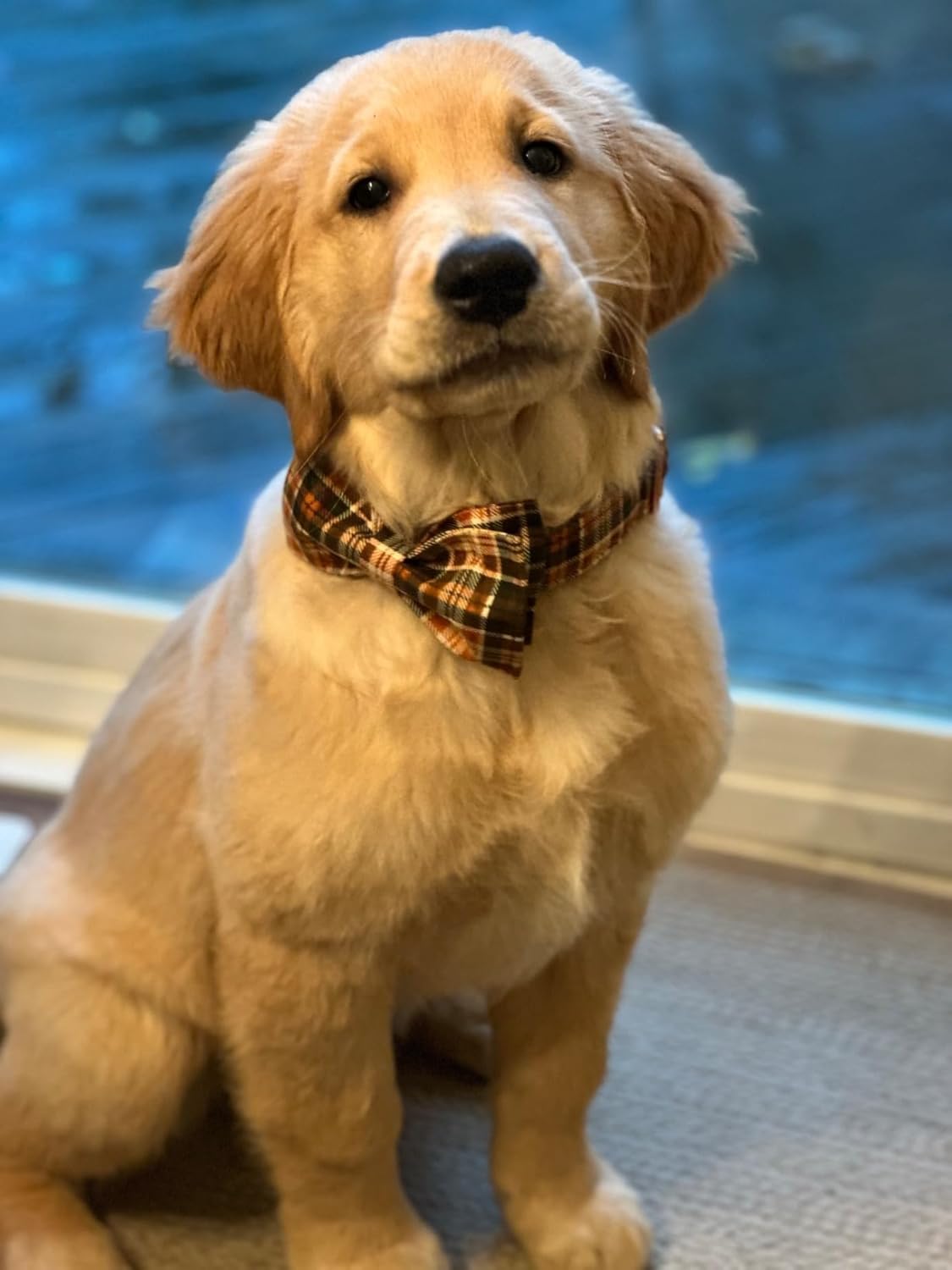 Lionet Paws Halloween Dog Collar with Bowtie - Cute Cotton Adjustable Fall Bowtie Dog Collar with Metal Buckle for Small Medium Large Dog Girl Boy Gift, M, Neck 13.5-22in