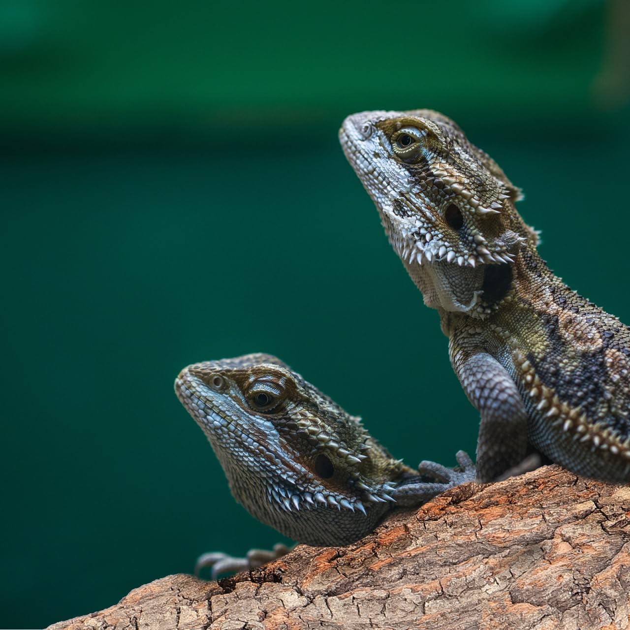 Amosfun 4pcs Reptile Bark Cork Wood Bark Decor Cork Flat Bedding for Bearded Dragon Lizard Geckos Tortoise, Random Size 3.2 to 5.5Inch