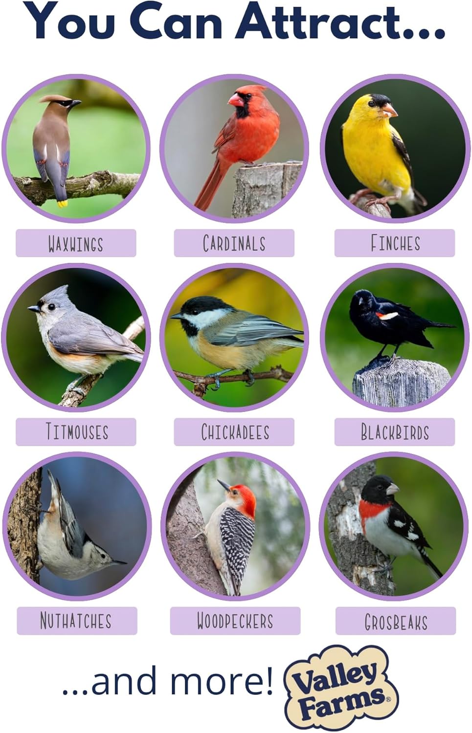 Valley Farms Fruit Nut & Berry (4 LB) Wild Bird Food Outside Feeders, Bird Seed with Dried Fruit, Peanuts, Sunflower, and Safflower, High Energy Mix for Healthy Birds!