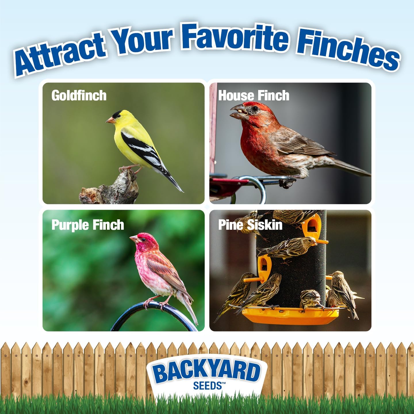 Backyard Seeds Finch Frenzy Wild Bird Seed Mix - for Small Songbirds - Attracts Goldfinches, House Finches, Purple Finches & More (40 Pounds)