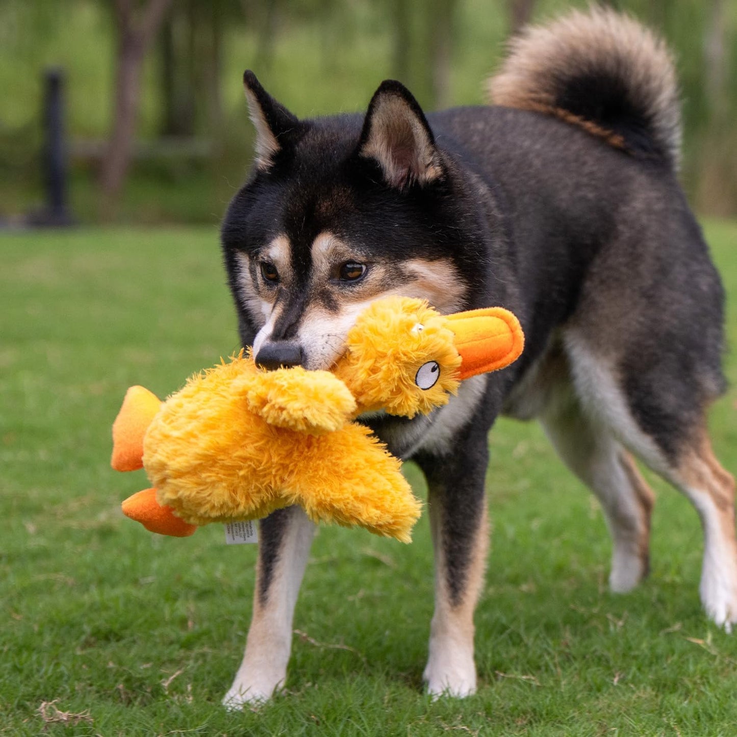 Best Pet Supplies Interactive Squeaky Dog Chew Toy, Ideal Dog Toys for Chewers, Small, Medium & Large Dogs, and Fetch Lovers - Ducky Doodle (Yellow), Small