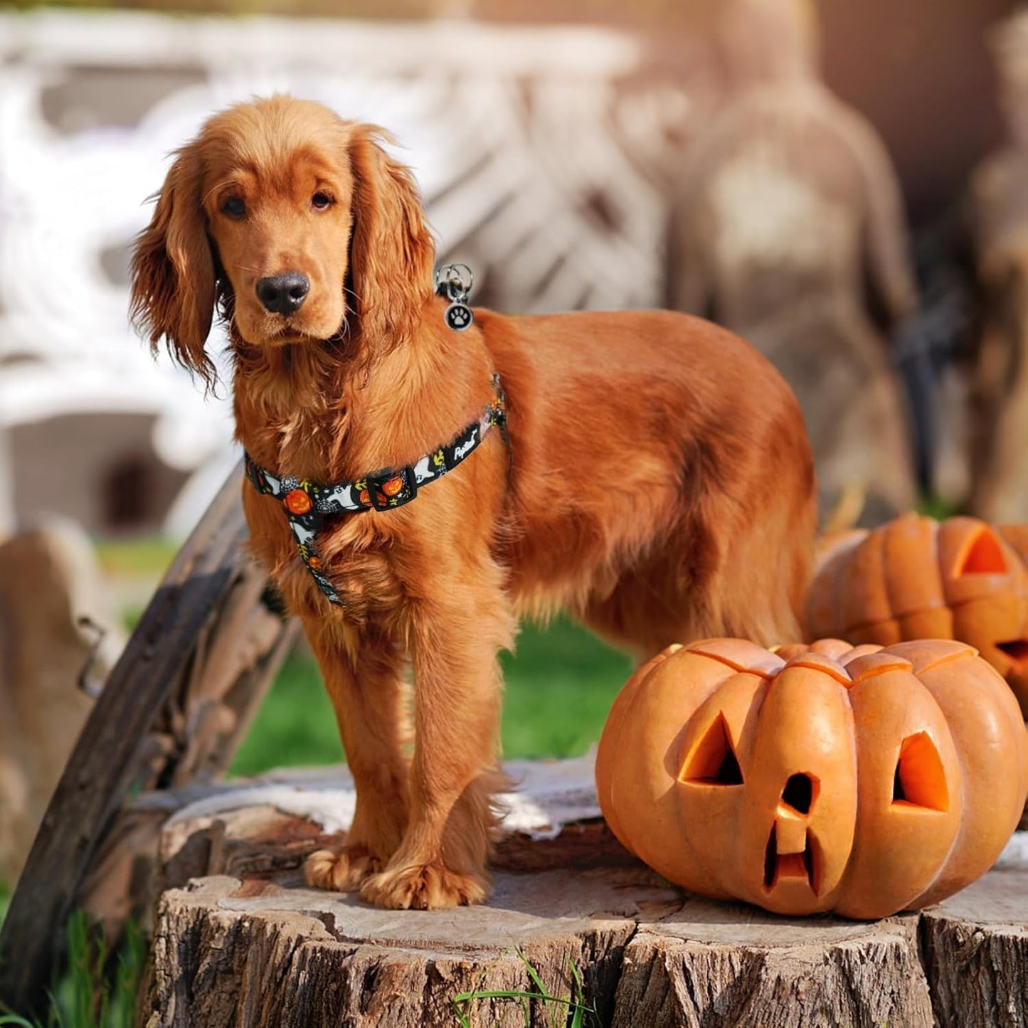 PUPTECK No Pull Dog Harness Soft Adjustable Basic Nylon Step in Puppy Vest Outdoor Walking with ID Tag, Halloween, M