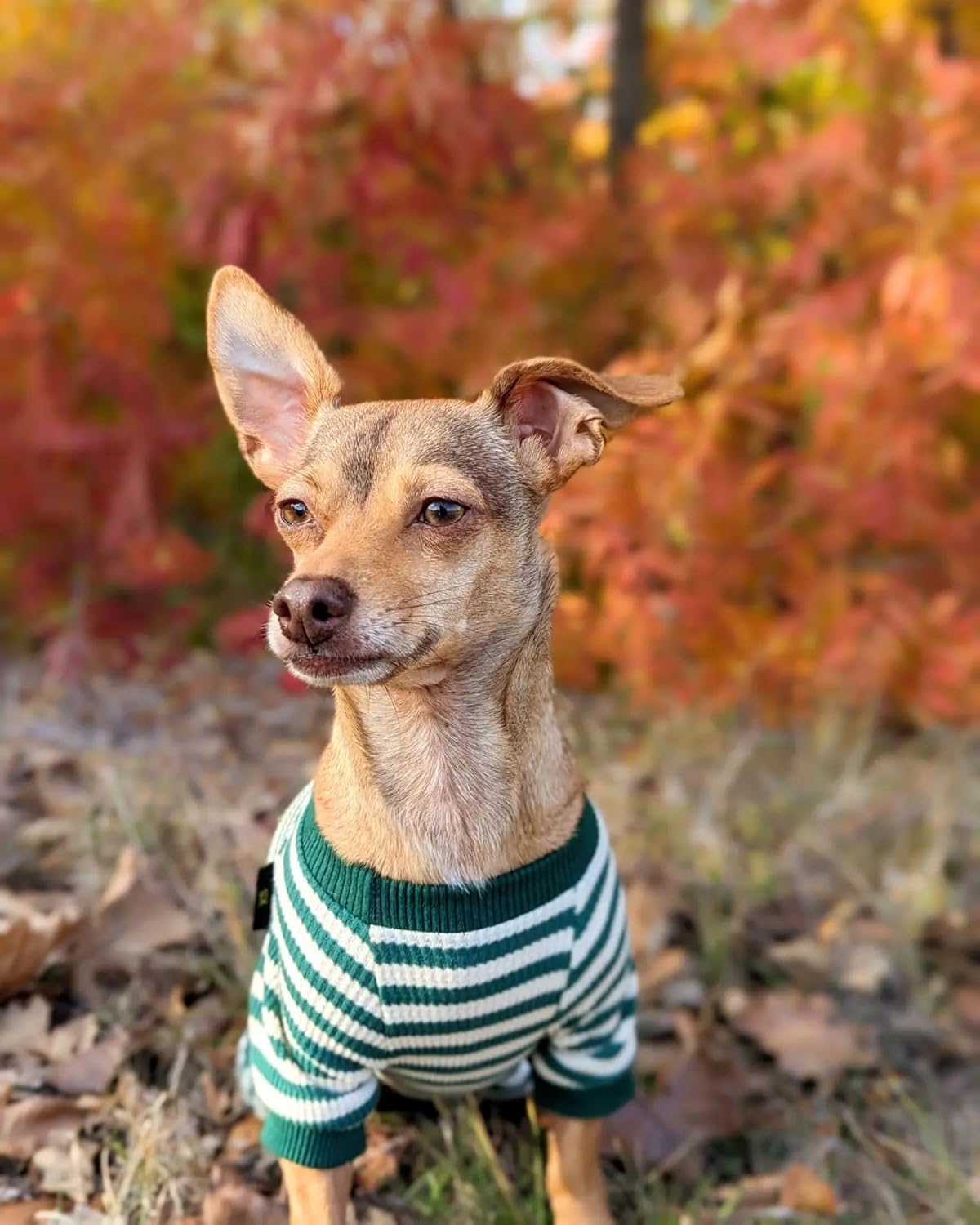 Fitwarm Green and White Striped Dog Pajamas, Waffle Dog Clothes for Small Dogs Girl Boy, Puppy Onesie with Feet, Pet Cat Outfit, Small