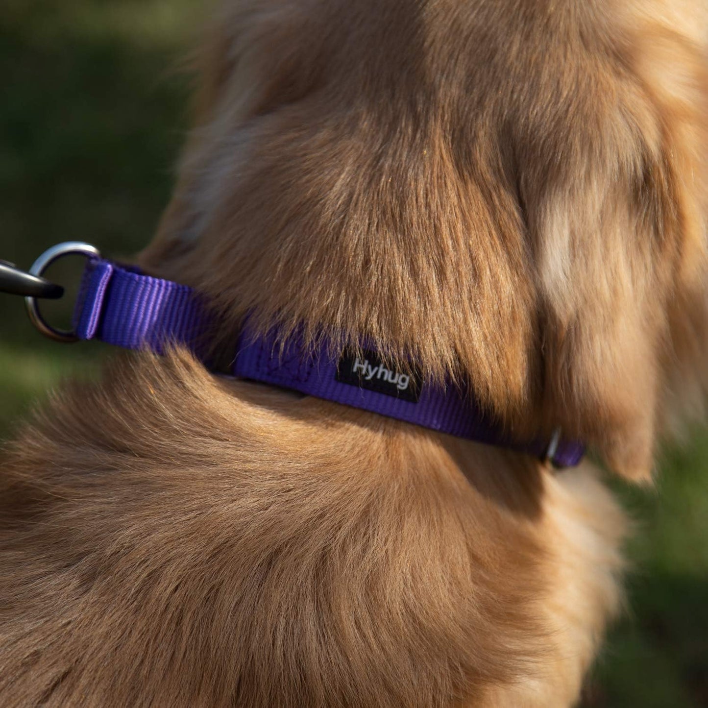Hyhug Pets Premium Upgraded Heavy Duty Nylon Anti-Escape Martingale Collar for Boy and Girl Dogs Comfy and Safe - Daily Use Walking and Professional Training. (Large, Ultra Violet)