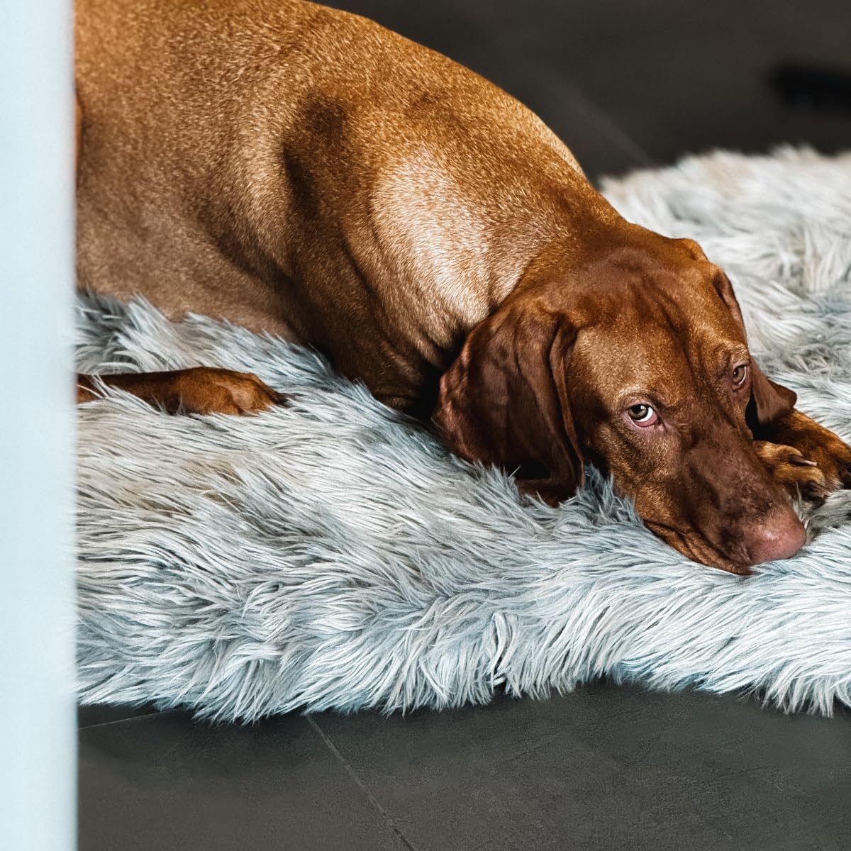 IHAPPYDOG Luxury Faux Fur Orthopedic Dog Bed, Memory Foam Dog Bed for Small, Medium, Large and XL Pets, Fluffy Pet Bed with Waterproof and Washable Cover (Grey, 50"x30")
