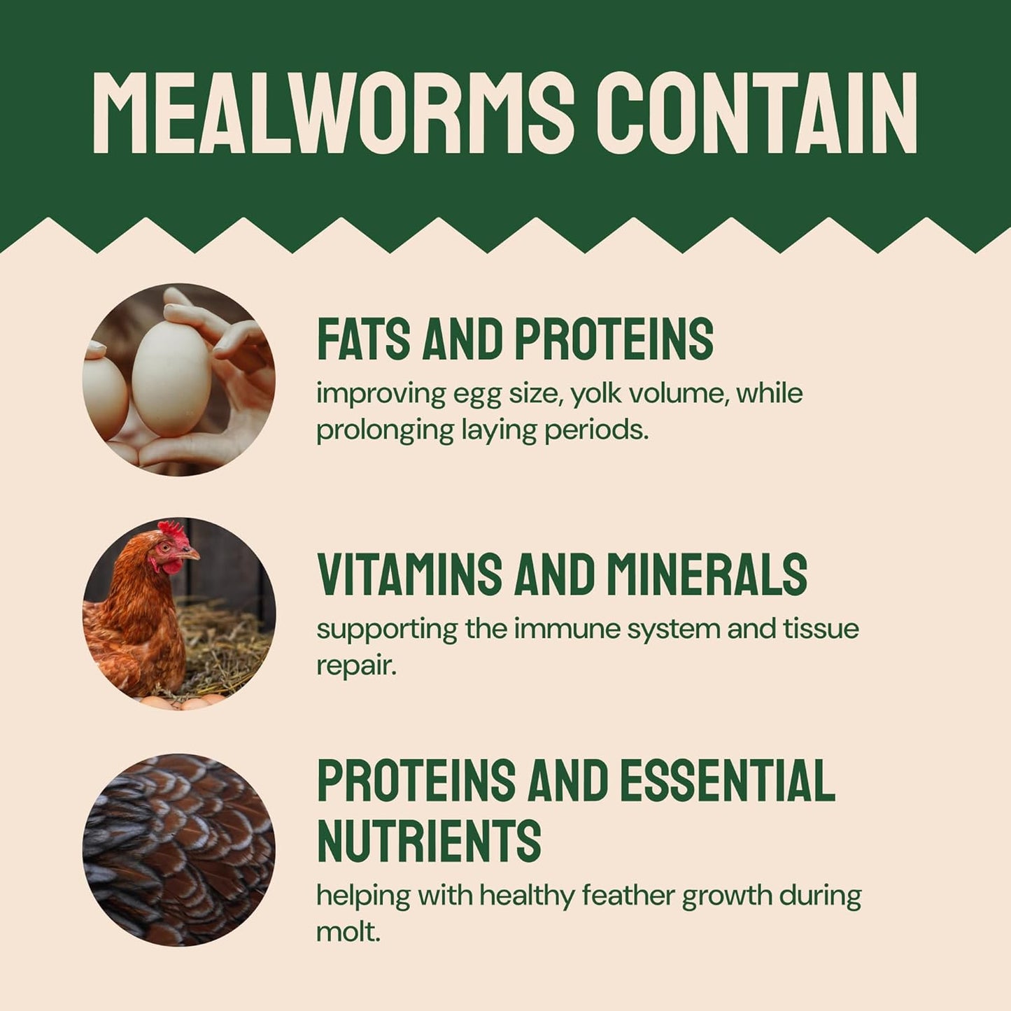 Bulk Dried Mealworms - 10 Lb Bag - Non-GMO Dried Mealworms for Chickens, Ducks & Wild Birds - High-Protein Chicken Feed & Bird Food