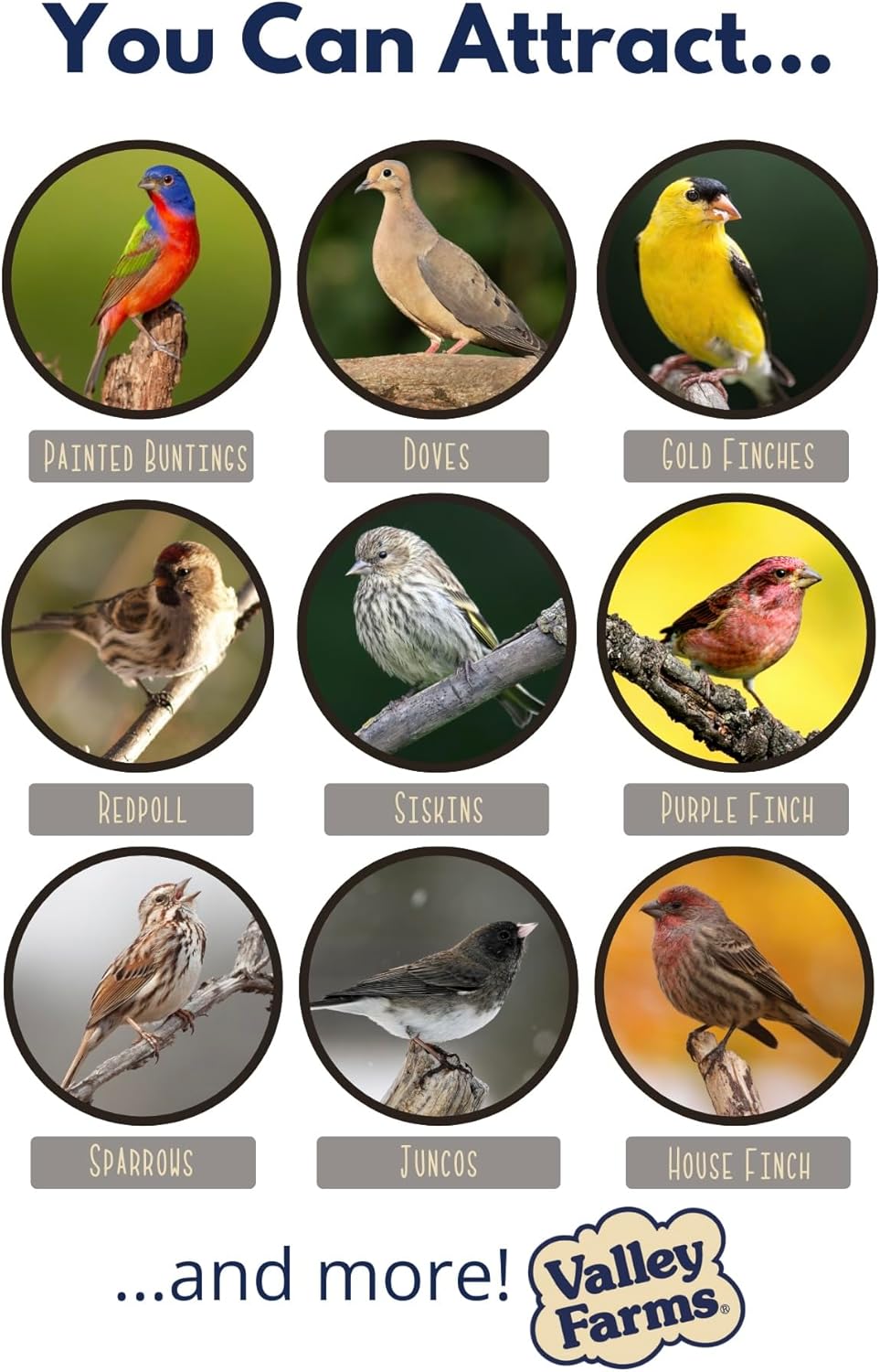 Valley Farms White Millet Wild Bird Seed 5 LB 2-Pack (10 LB Total) for Outside feeders, White proso Millet, Bird Watcher Secret Wild Bird Food