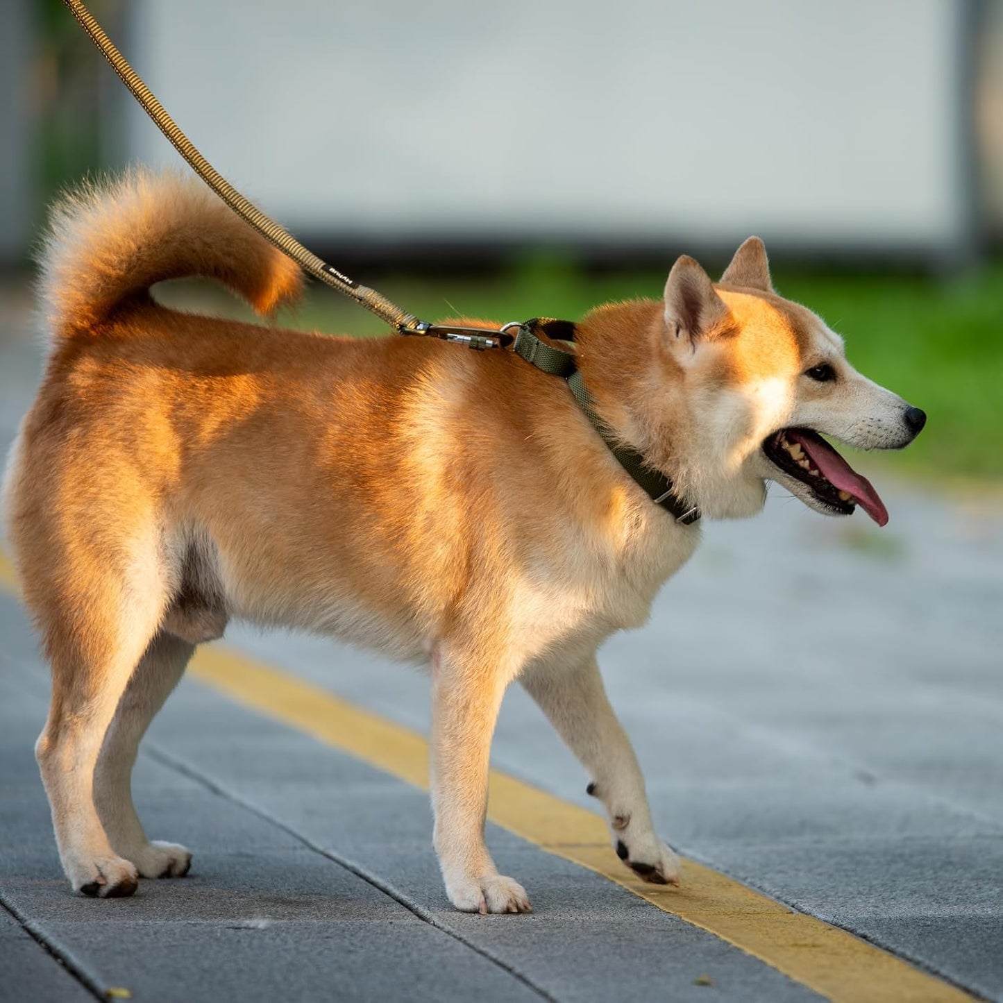 Hyhug Pets Premium Upgraded Heavy Duty Nylon Anti-Escape Martingale Collar for Boy and Girl Dogs Comfy and Safe - Professional Training, Daily Use Walking. (Army Green, Medium)