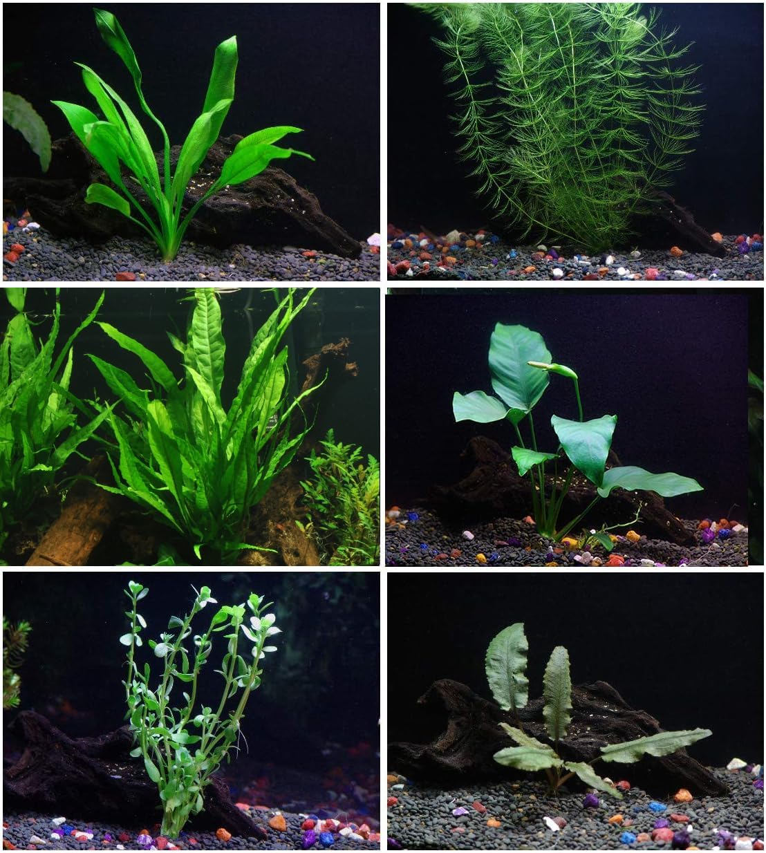 6 Species Aquarium Plants Package - Java Fern (Microsorum), Anubias (Anubias Barteri), Hornwort (Ceratophyllum demersum), Swords (Echinodorus), Moneywort (Bacopa), Cryptocoryne Green (Cryptocoryne)