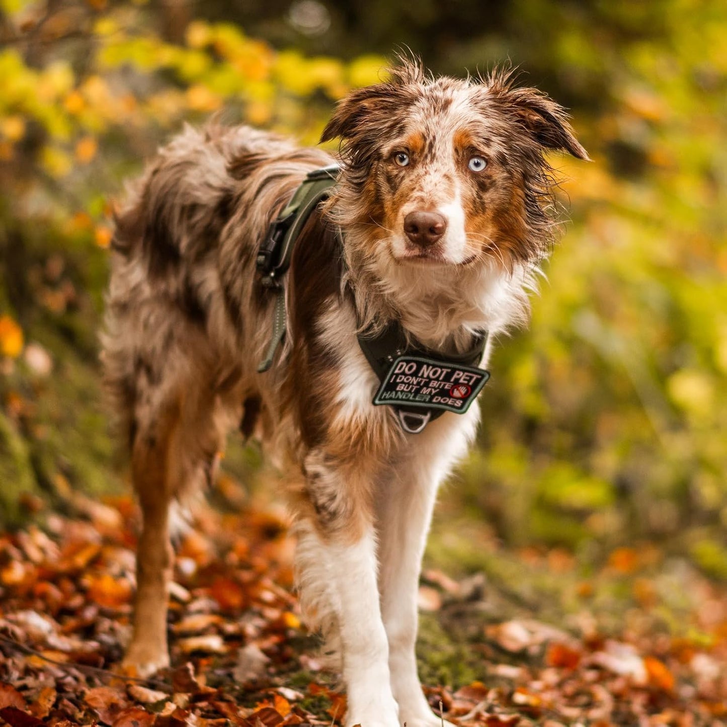 rabbitgoo Dog Harness for Large Dogs No Pull, Tactical Service Pet Vest with Molle and Control Handle, Adjustable and Reflective Military Harness for Easy Walking and Training, Purple, L