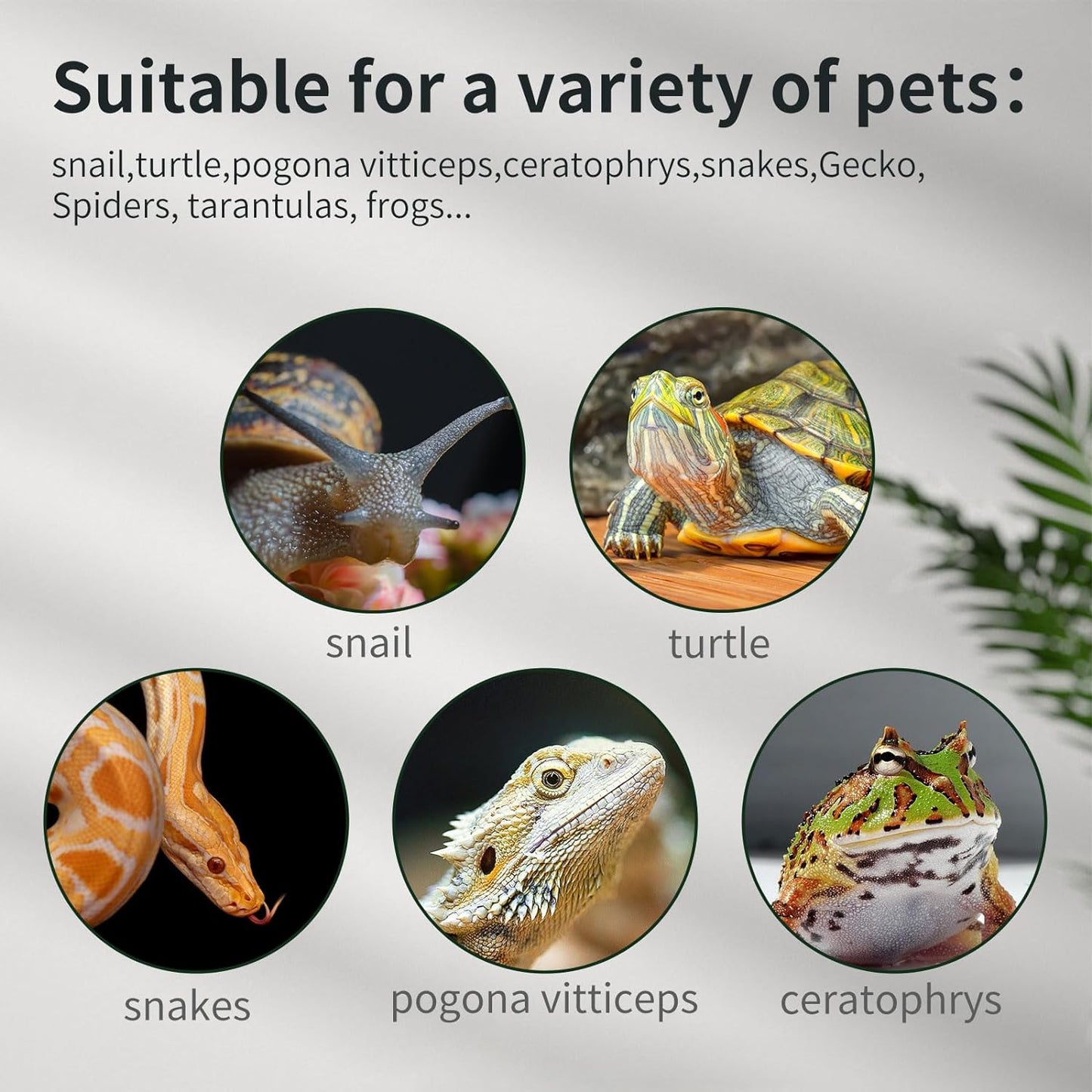 Reptile Glass Terrarium Tank 12 * 12 * 8" Full View with Top Ventilation, Amphibians Box Habitat Enclosure Cage for Frog,Spiders,Dubia Cockroach,Praying Mantis,Cricket,Tarantula,Hermit Crab