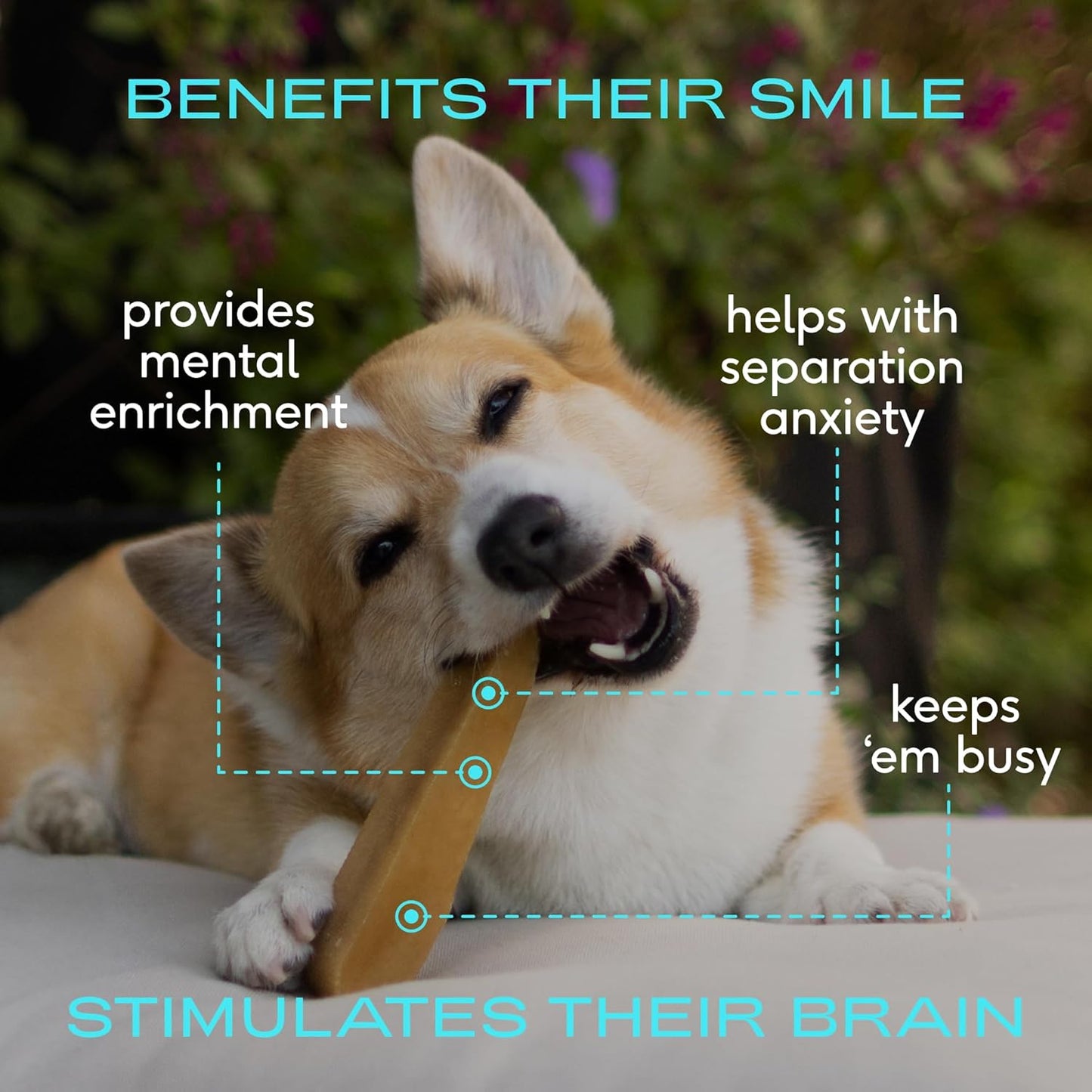 Native Pet Yak Cheese Himalayan Dog Chews - Long Lasting Dental Sticks for Small Breeds– 100% All Natural Himalayan Yak Chews for Small Dogs – Cheese Bone for Aggressive Chewers - 15 Per Pack