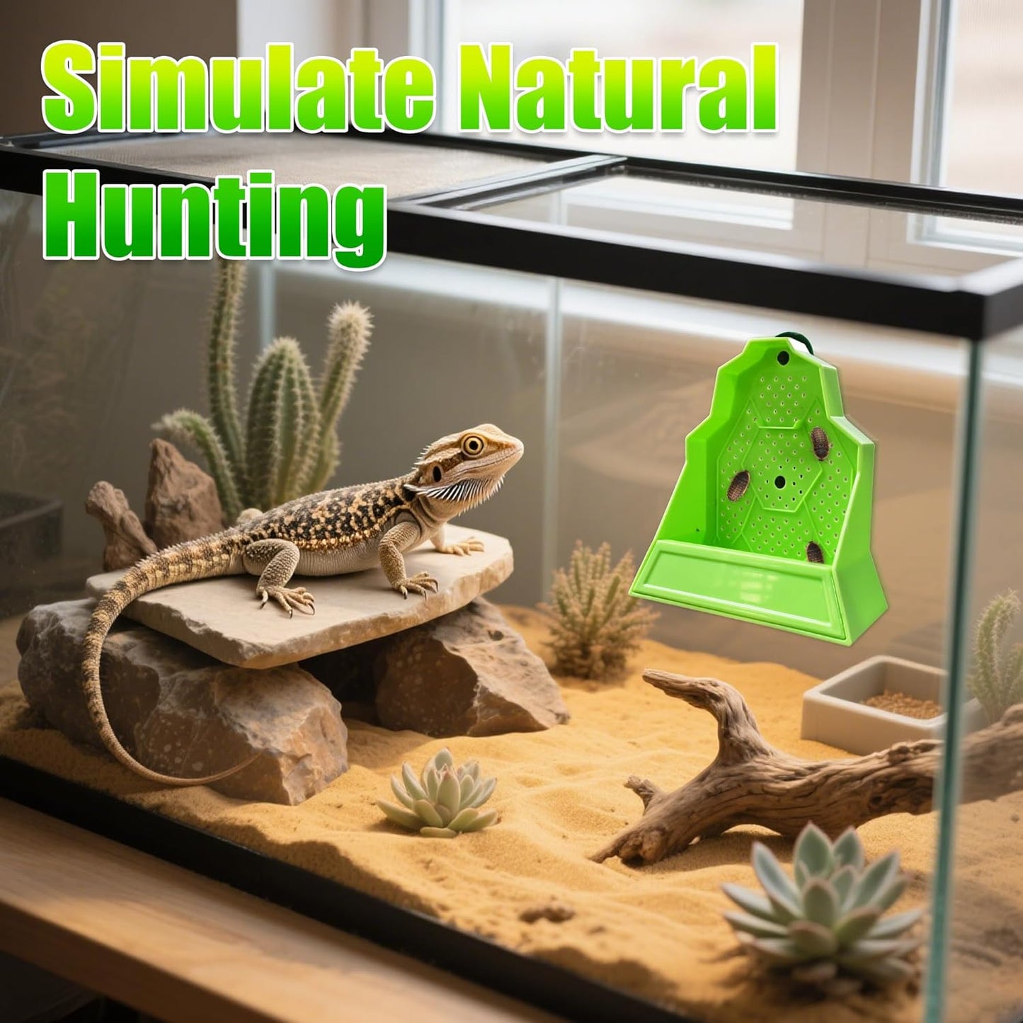 Reptile Anti-Escape Feeding Bowl, Wall-Mounted Feeder for Reptile, Stimulate Hunting Accessories for Terrarium, Vivarium and Paludarium, Suitable for Lizard, Gecko & Frog, Medium