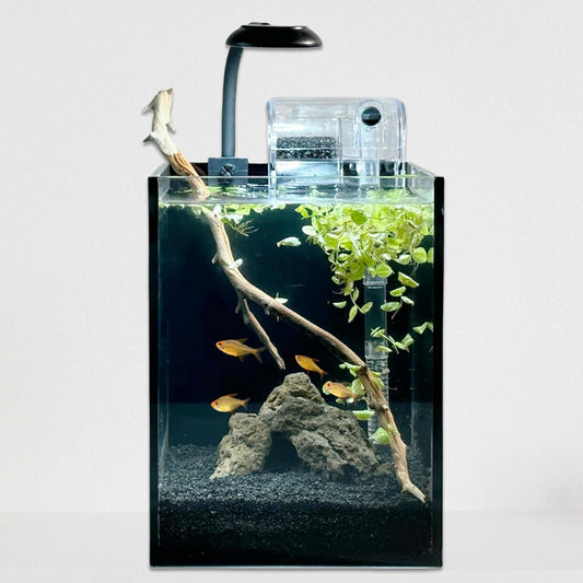 Nano Aquarium Kit,1.5 Gallon Rimless Small Glass Tank with Filter, Aquarium Light, and Aquascaping Decorations, for Home and Office (Black Tank - Rock, Small)