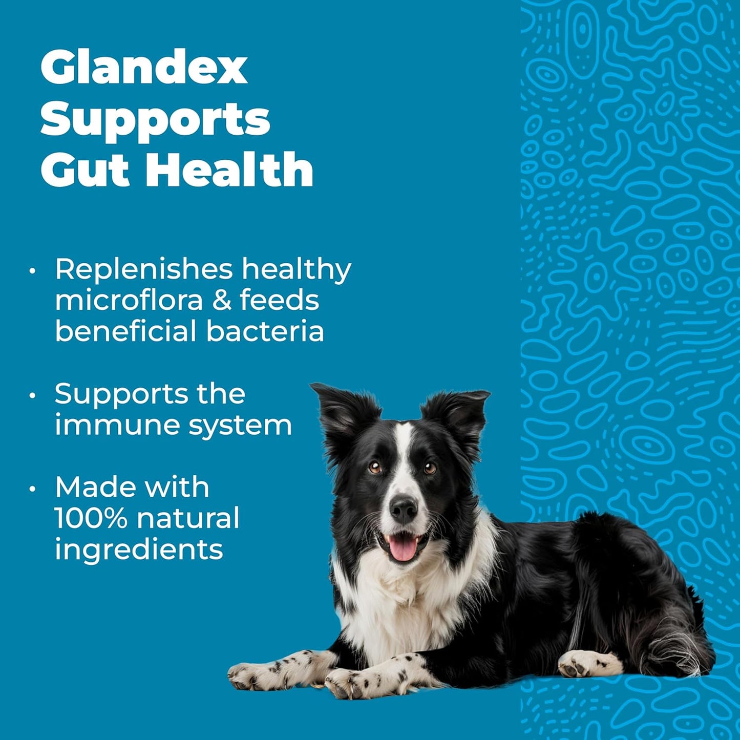 Vetnique Glandex Daily Probiotics for Dogs with Prebiotics to Support Gut Health with Fiber and Digestive Enzymes, Probiotic Chews or Powders (30ct Chews, Bacon Chews)