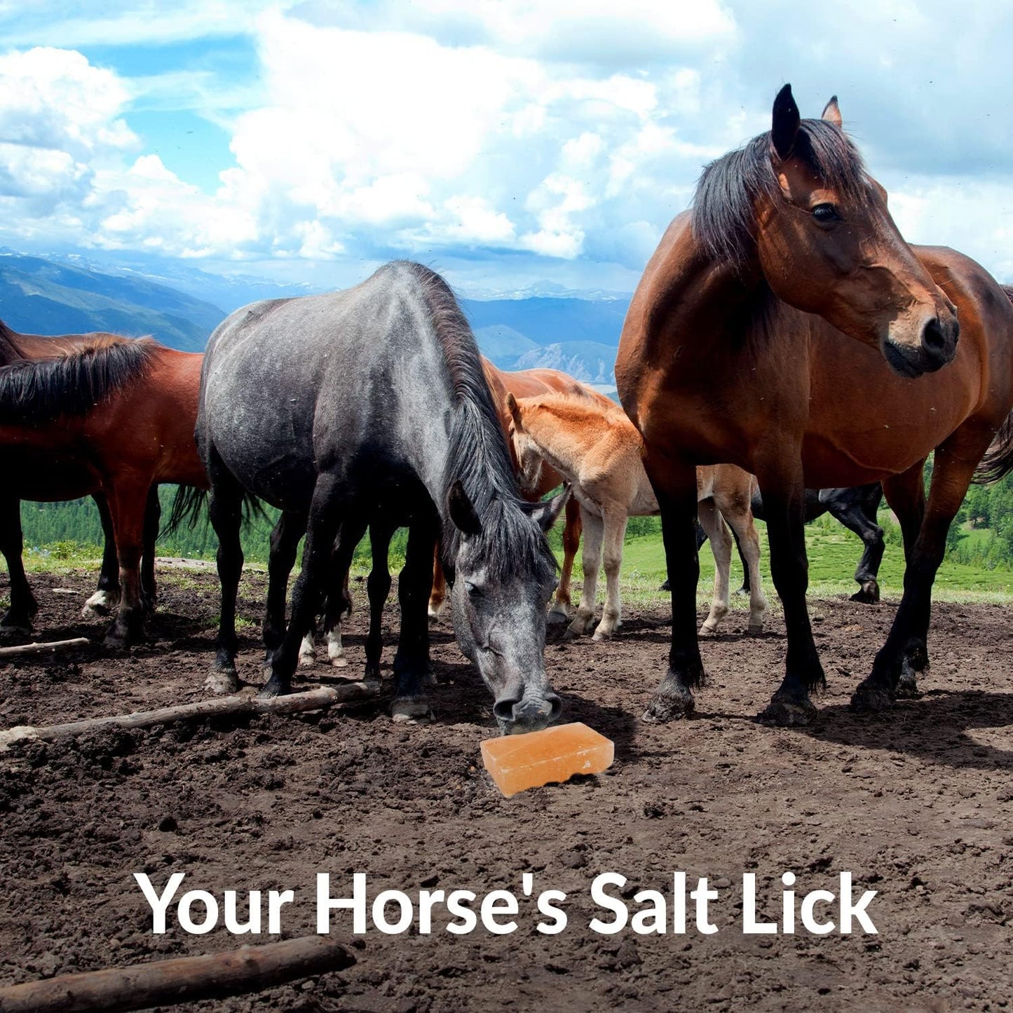 Licking Salt for Horse, 100% Pure Himalayan Pink Salt Chunks, 6 LBS, Animal Feed Salt Chunks, Horse Salt Licks, Natural Mineral Salt - Pack of 2