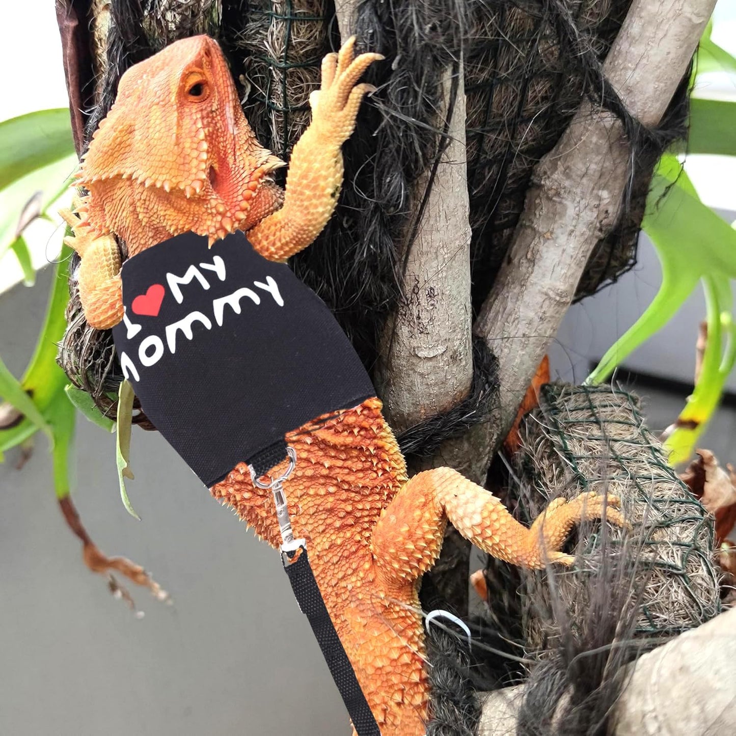 Small Animal Travel Backpack Carrier,Portable Bearded Dragon Bag for Sugar Glider,Hedgehog,Rat,Bunny,Rat,Outdoor Used (Black, Carrier L+ I Leash)