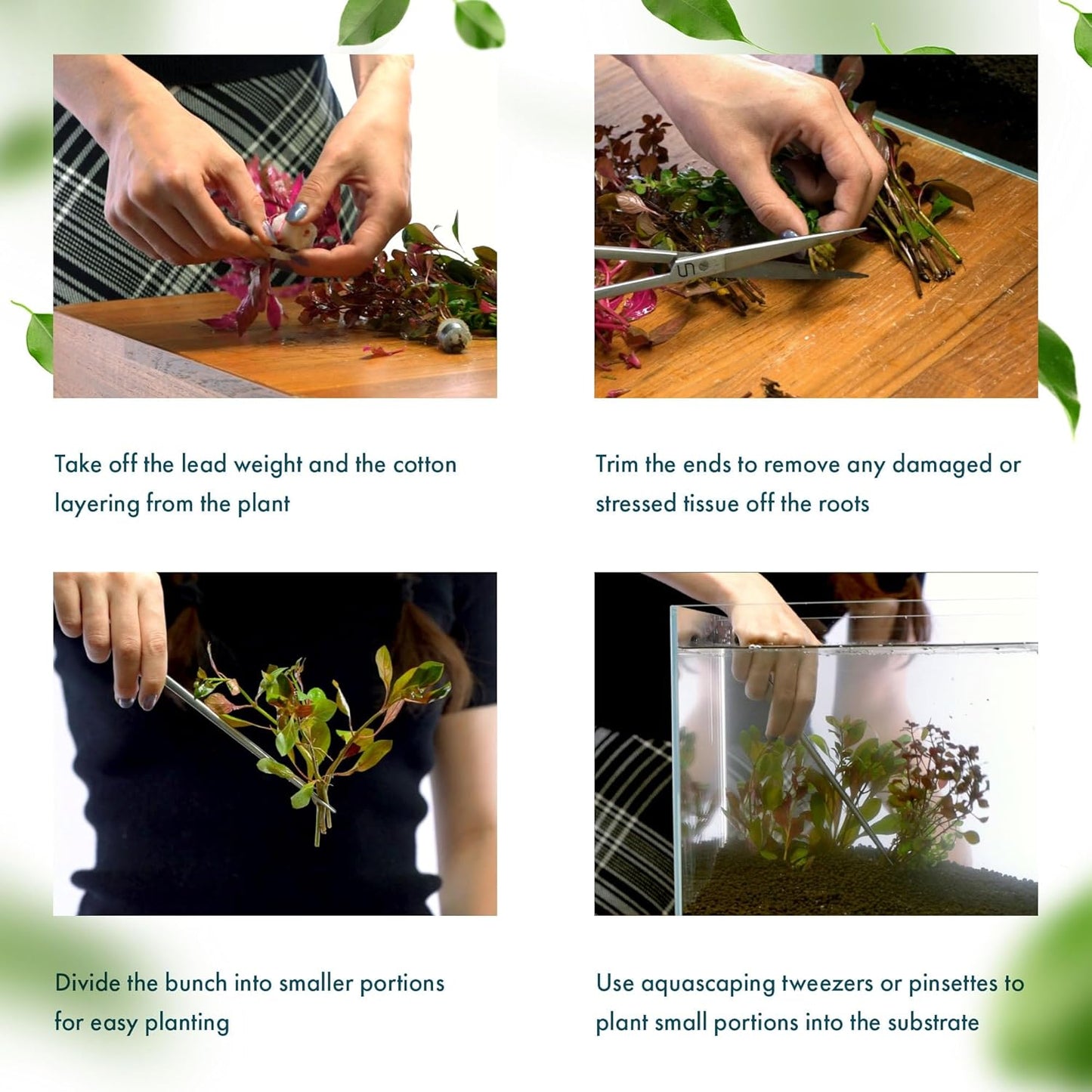 SubstrateSource Live Plant - Tall Grass, Vallisneria Nana - Easy Care, Low to Moderage Light, Bright Green Accent, Freshwater Aquatic Plant for Aquascaping - Lead Bunch