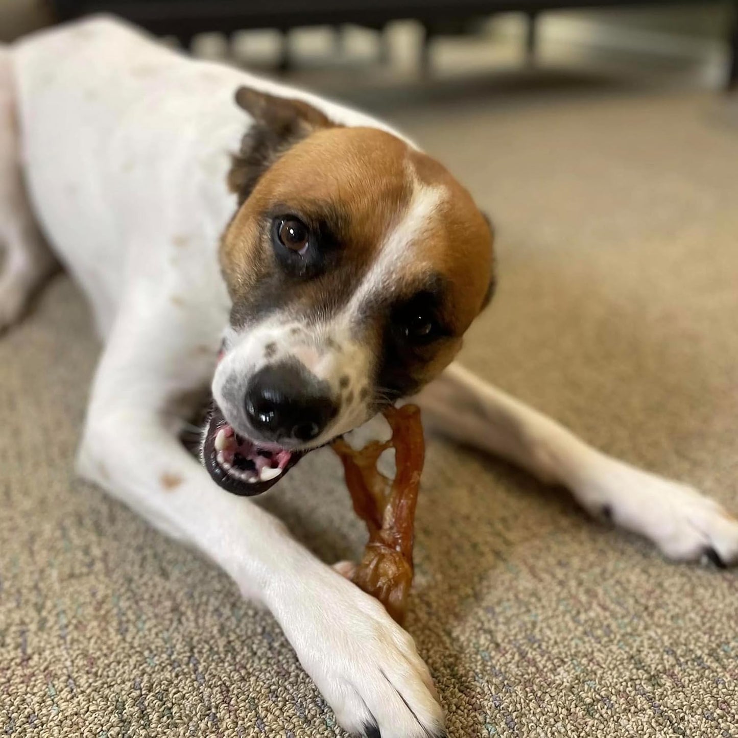 Pupford Standard Beef Tendon Chews for Dogs & Puppies, All-Natural Dog Chew with Glucosamine for Joint Health, Long-Lasting Toy, Great for Teething (4 Count)