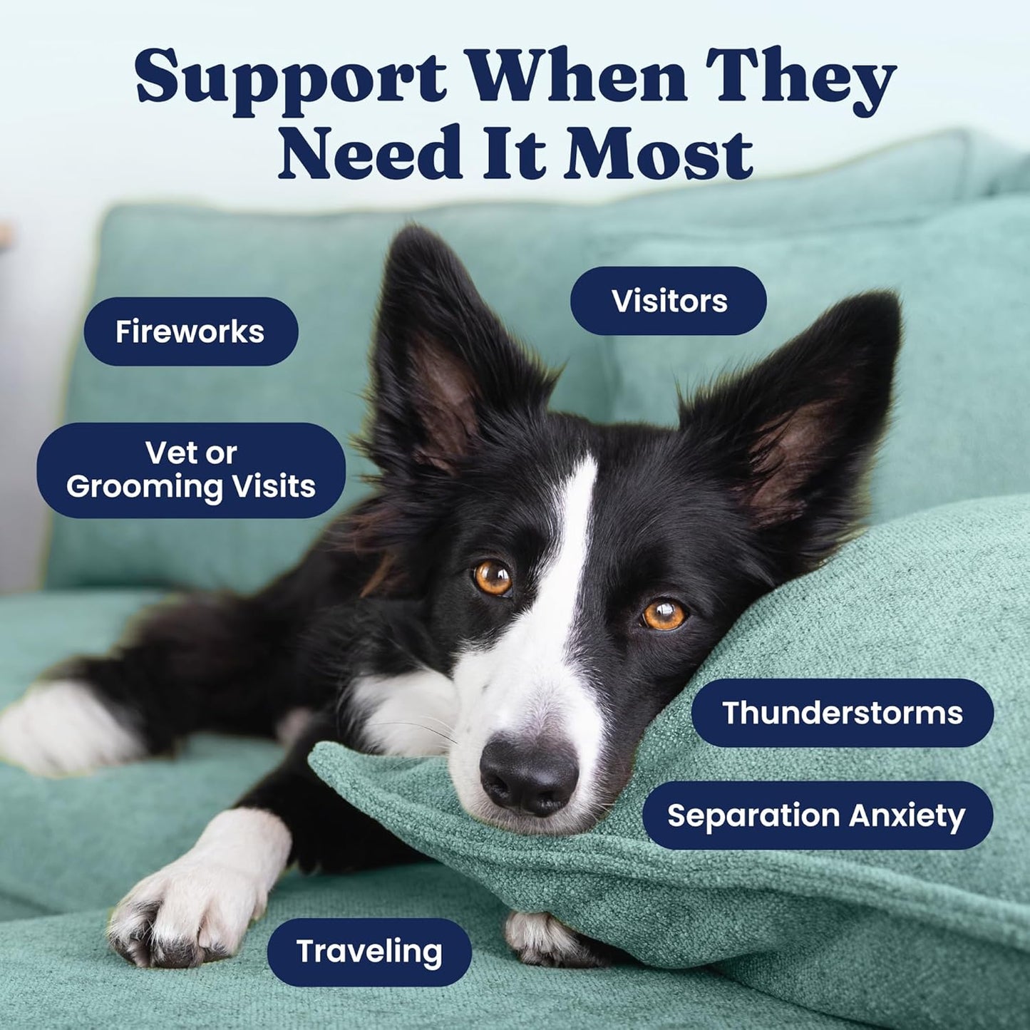 Solid Gold Calming Chews for Dogs - Dog Calming Chews w/Melatonin for Separation, Stress & Hyperactivity Relief - Supports Relaxation for Travel, Fireworks & Storms - All Ages & Sizes - Bacon 120ct