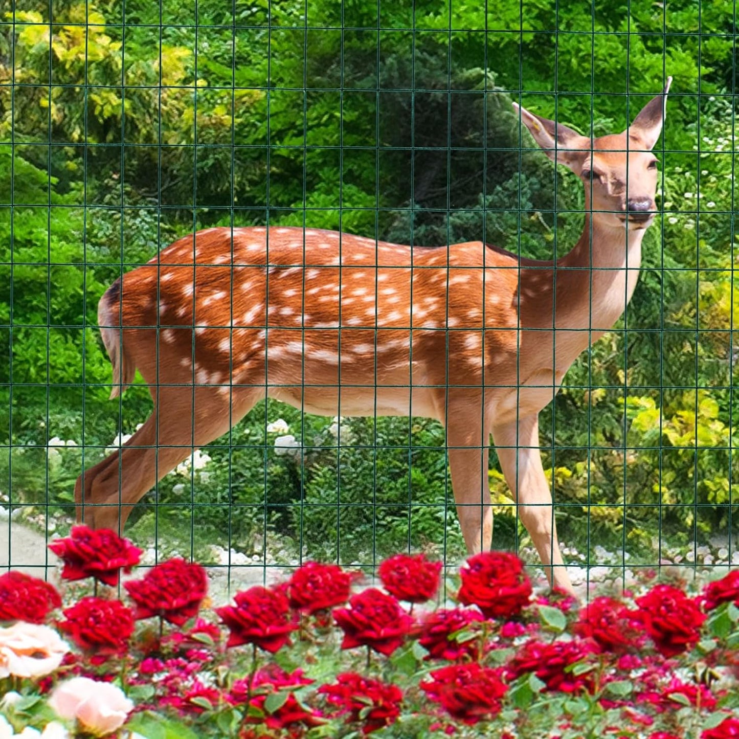 Green PVC Coated Welded Wire Fence 24 Inch x 25 Foot, 2 Inch x 3 Inch 16GA, Garden Border Fencing Roll Vinyl Coating Metal Wire Mesh for Yard Vegetable Plant Protection Poultry Netting