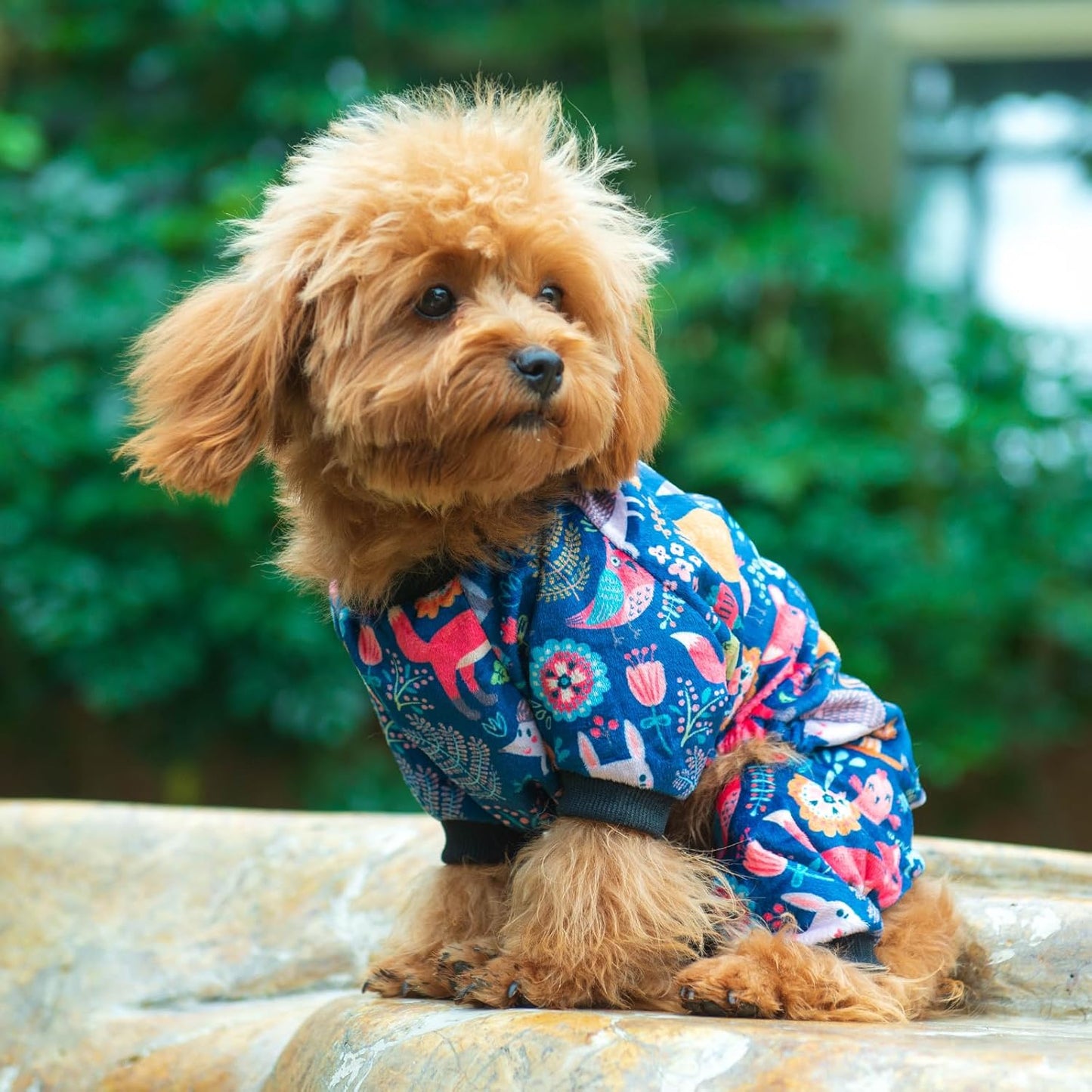 CuteBone Small Dogs Outfit Soft Puppy Onesies Pjs Dog Pajamas Pet Coat Cat Apparel Comfy Doggie Jumpsuit Bodysuit for All Seasons P75S
