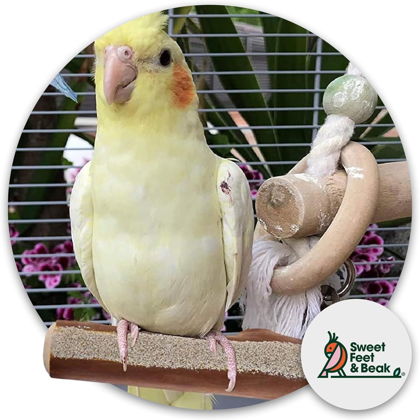 Superoost Manzanita Pumice Pedicure Perch- Easy to Install Bird Cage Accessories for Healthy Feet, Nails and Beak - Natural Bird Perches Imitates Birds' Life in The Wild - XS 8"