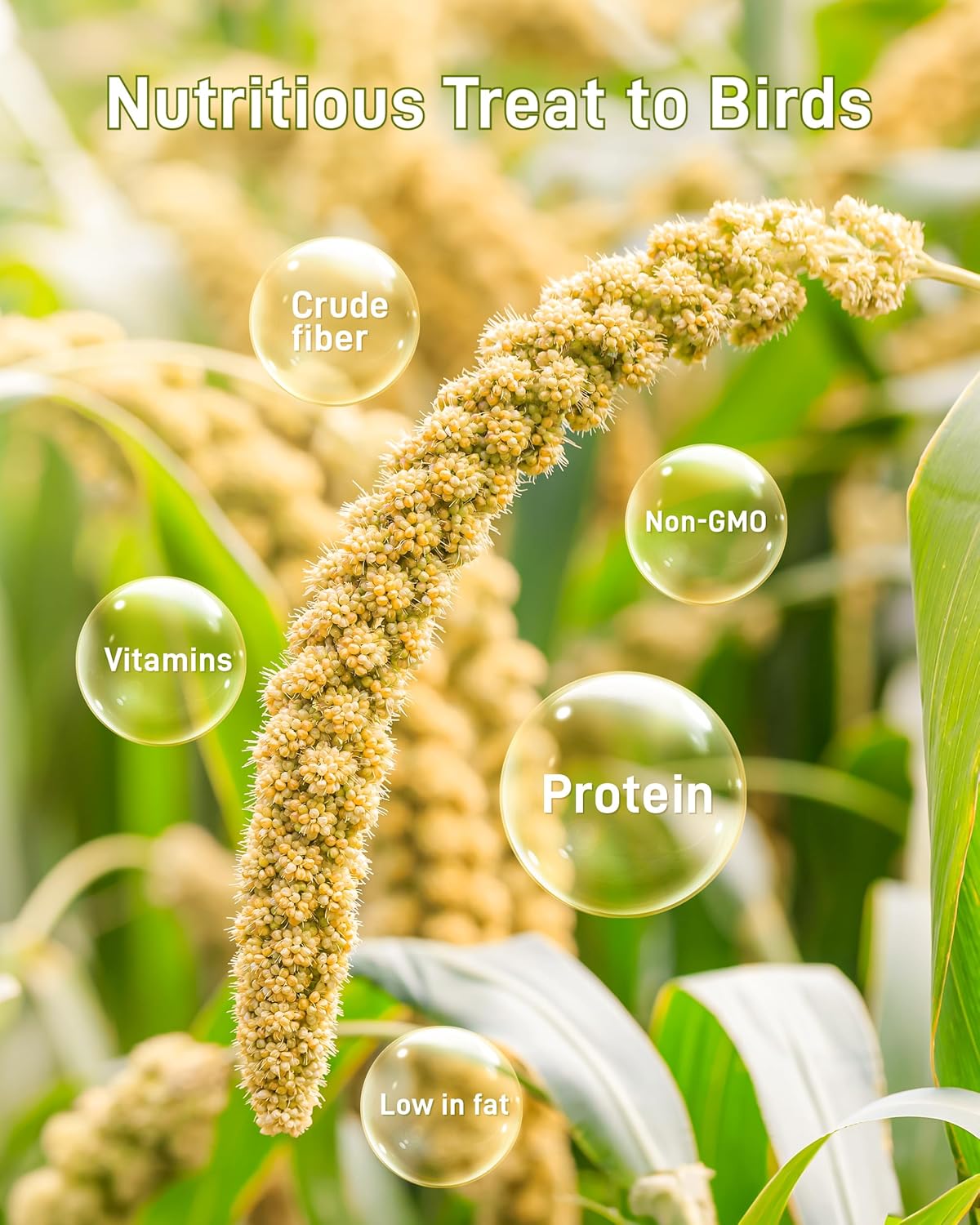 BUCATSTATE Spray Millet for Birds, Sun-Dried Healthy Millet Parakeet Treats for Parrots Cockatiel Lovebird Finch, GMO-Free Parakeet Food - 1.1lb