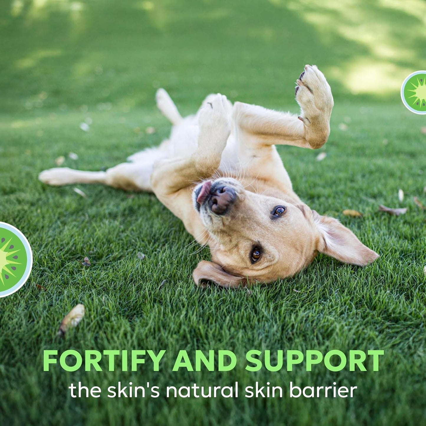 Nutramax Dermaquin Skin Support Supplement for Large Dogs, Supports Healthy Response to Allergens, with Hardy Kiwi, Omega-3s, and More, Tasty Soft Chews, 60 Count