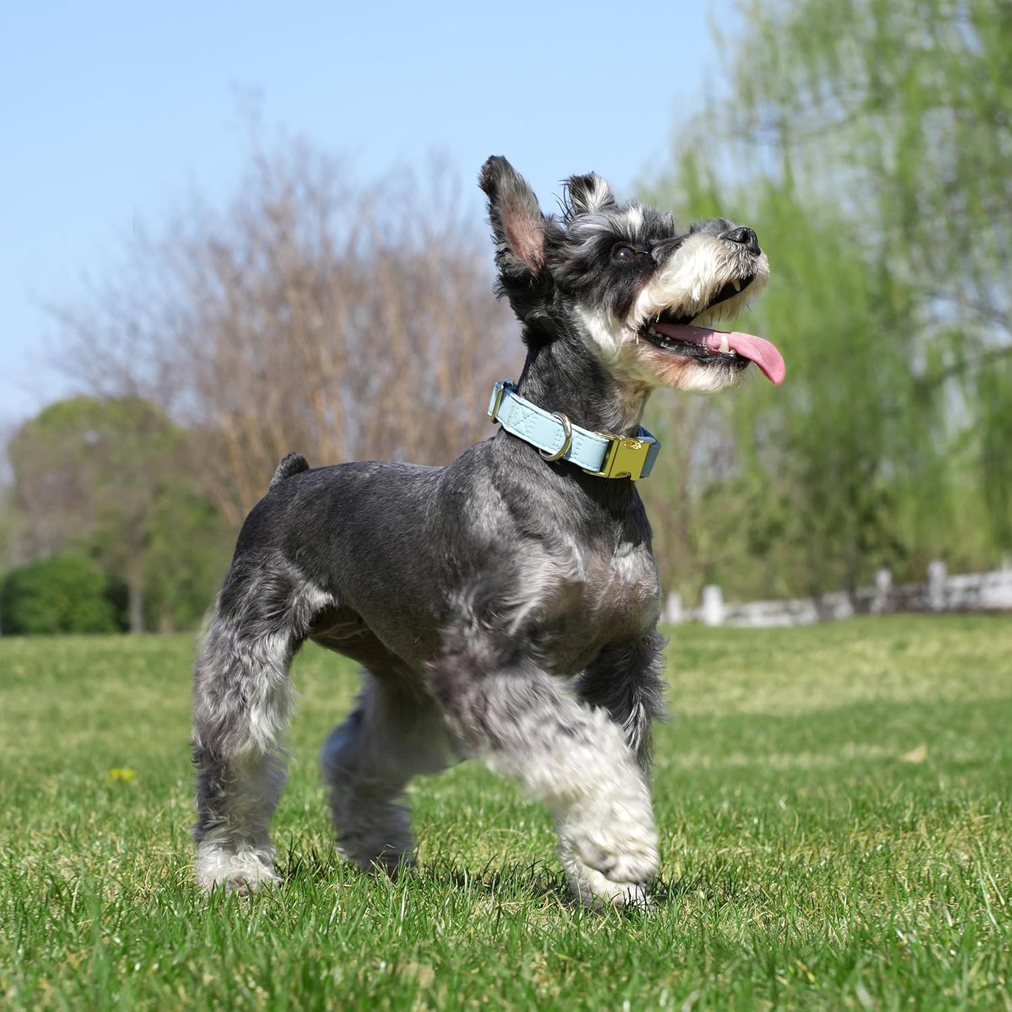 PET ARTIST Soft PU Leather Dog Collar for Small Dogs, Bright & Classic Nylon Padded Durable Dog Collar Leather with Quick Release Metal Buckle Adjustable for Male Dogs, Neck Fit 9-14"