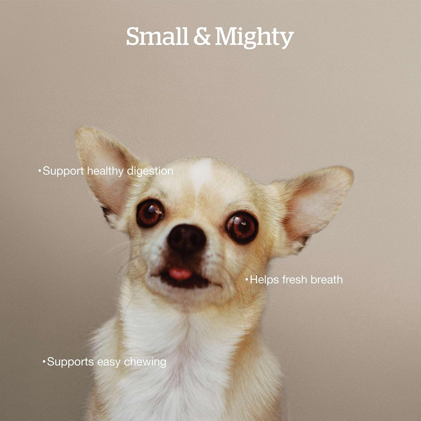 Now Fresh Grain-Free Small Breed Dry Dog Food with Turkey, Salmon & Duck, Healthy Kibble for Adults Made with Real Meat & Fish, Chicken-Free Recipe, Pumpkin & Probiotics for Good Digestion, 12 lb Bag