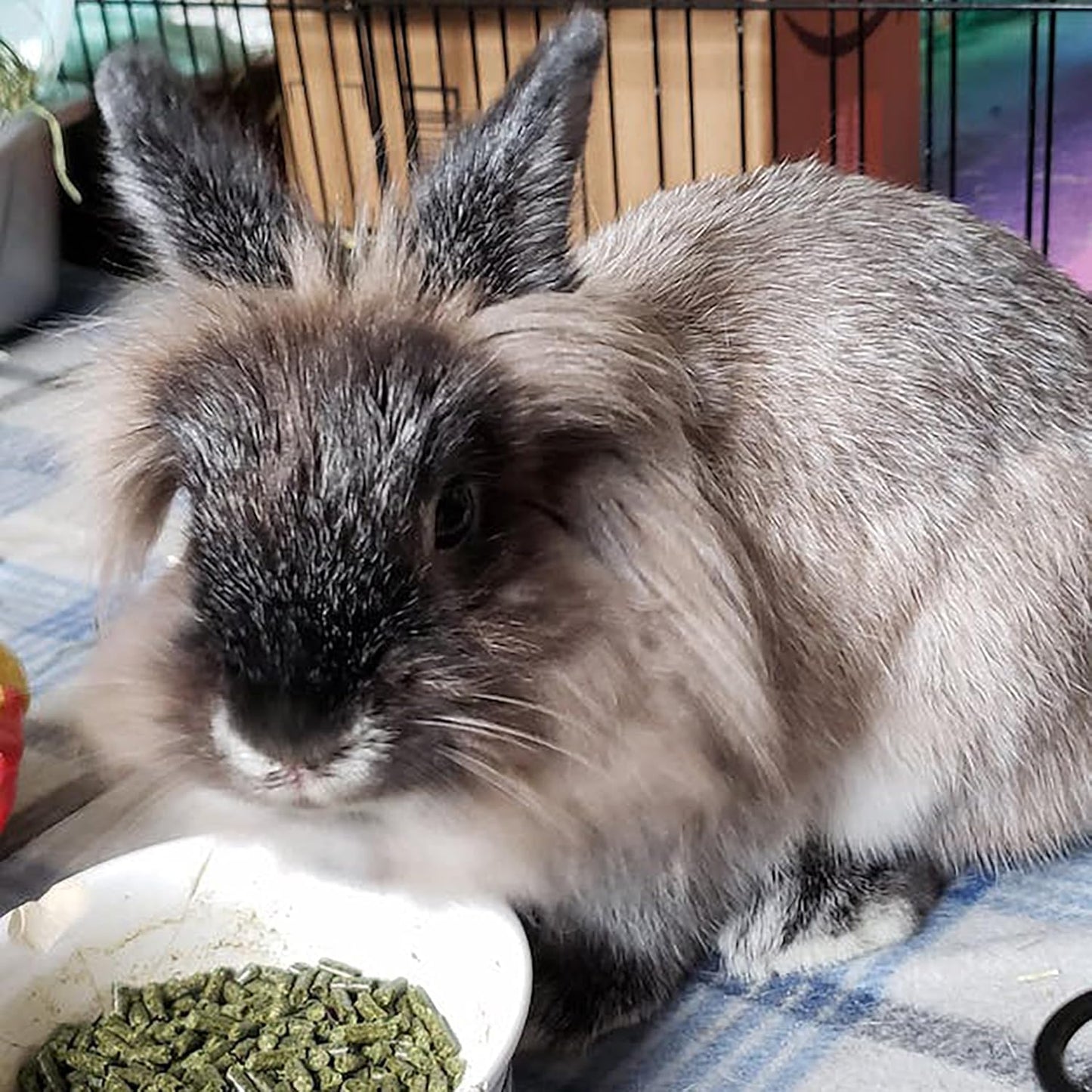 Sherwood Pet Health Adult Rabbit Food Alfalfa Timothy Hay-Based Blend 4.5 lbs, Grain and Soy-Free for Better Digestion