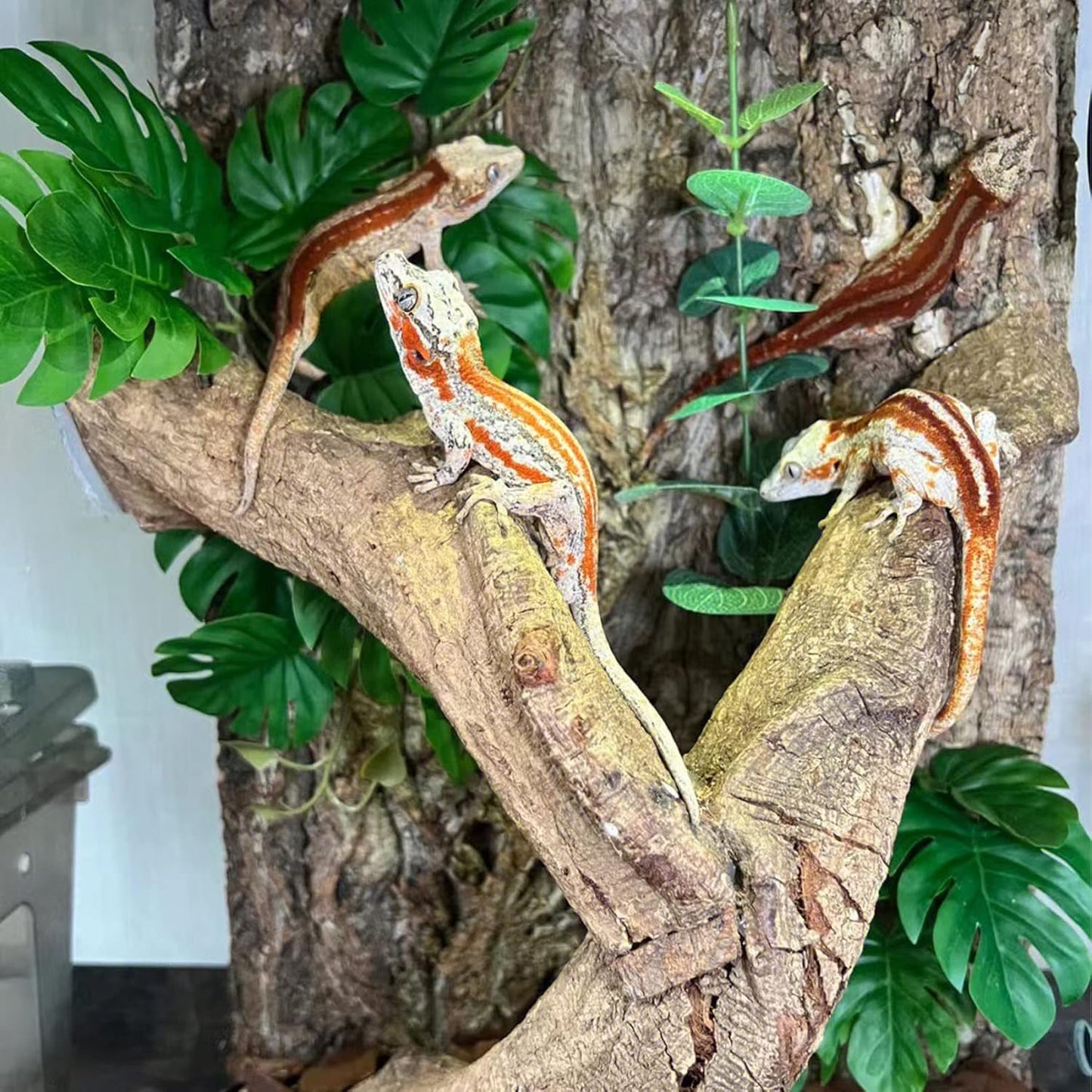 Tfwadmx Terrarium Cork Bark Background, 11.8"x7.8" Thickened Reptile Tank Tree Backdrop Wall Decor Habitat Climbing Mat Decoration for Lizard, Turtle, Gecko, Bearded Dragon, Frog, Chameleon