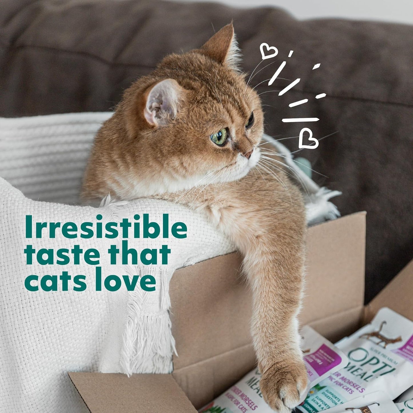 Optimeal Weight Control Dry Cat Food Recipe with Metabolism Support for Healthy Digestion, Premium Nutrition Made with Natural Ingredients for Adult Cats Maintenance (8.8 lbs, Turkey & Oatmeal)