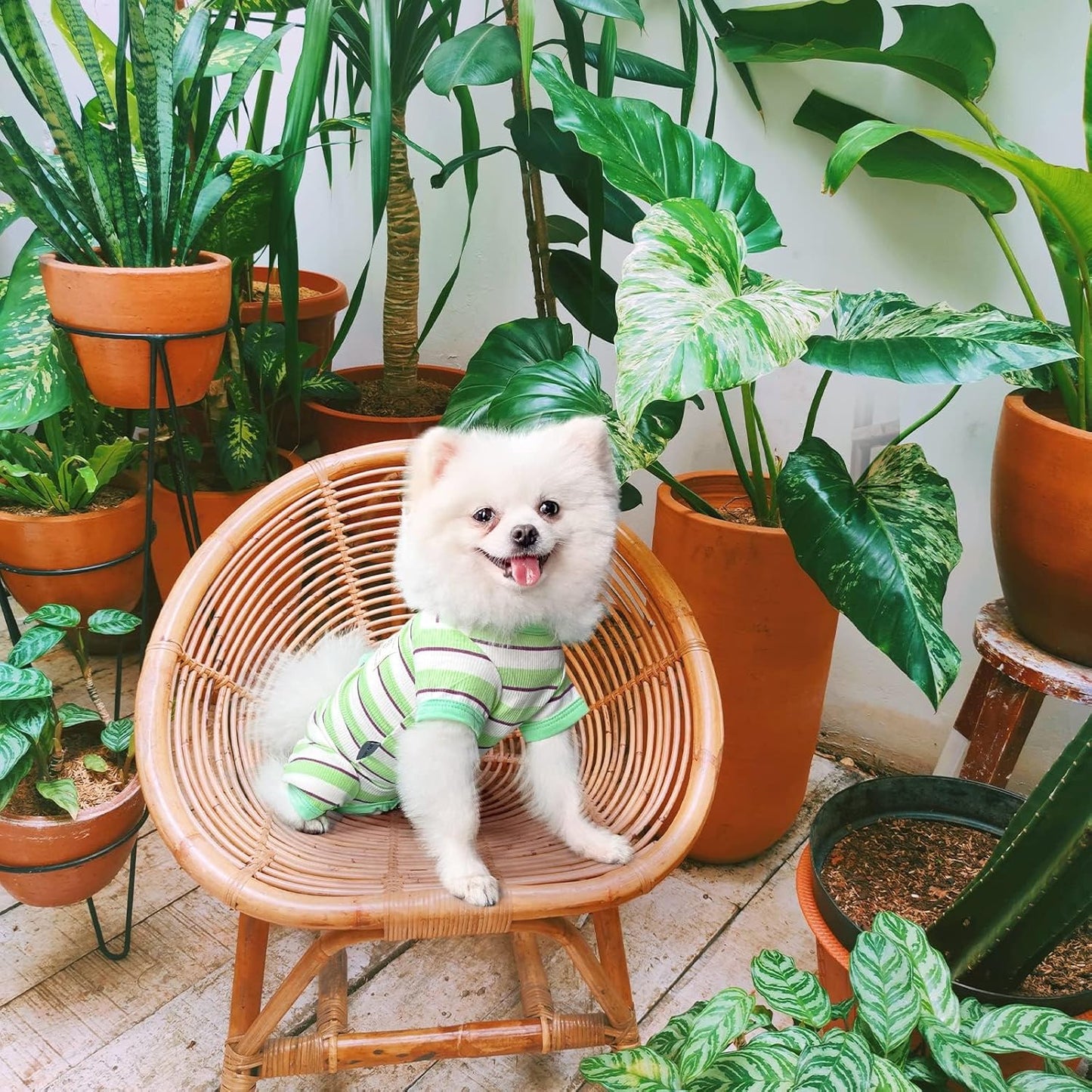 TONY HOBY Dog Pajamas, Male Dog Jumpsuit with Green Stripe, Dogs Clothes for Small Medium Size Dogs (Green&White, Boy, S)